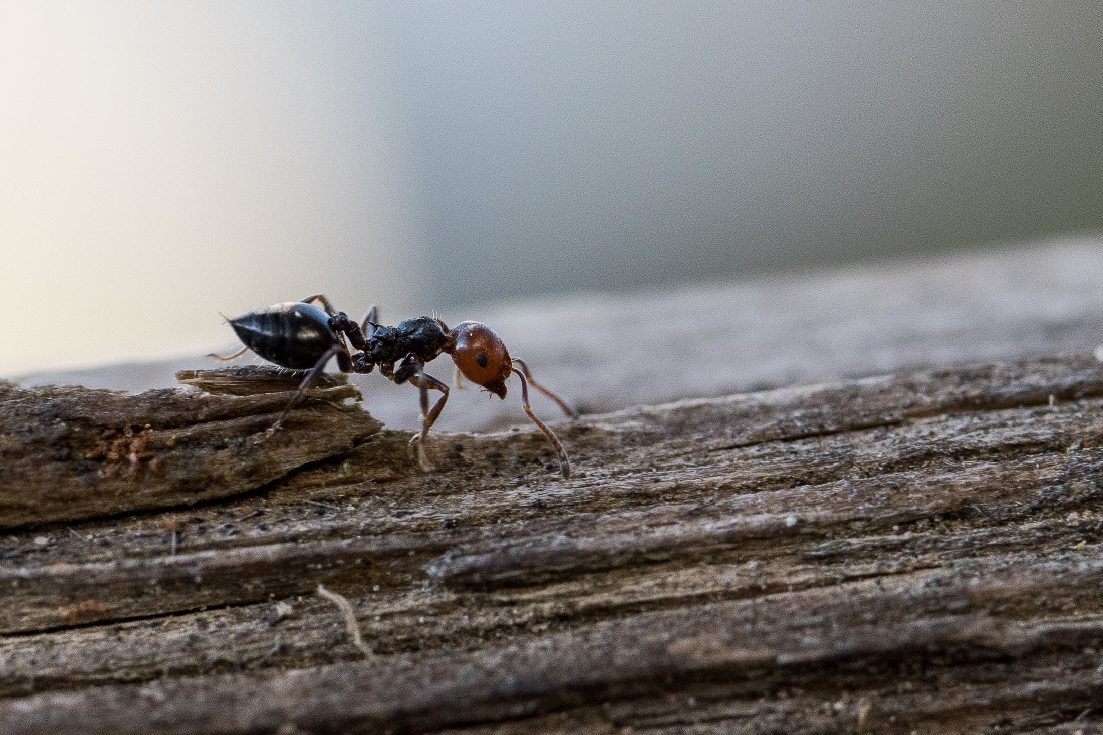 Crematogaster