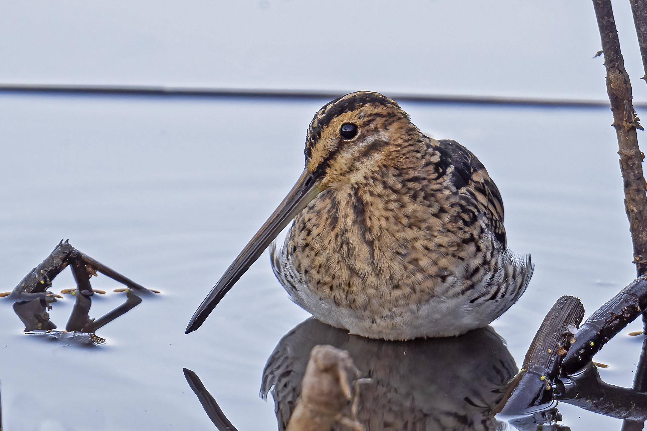Beccaccino - Lago di Vico
