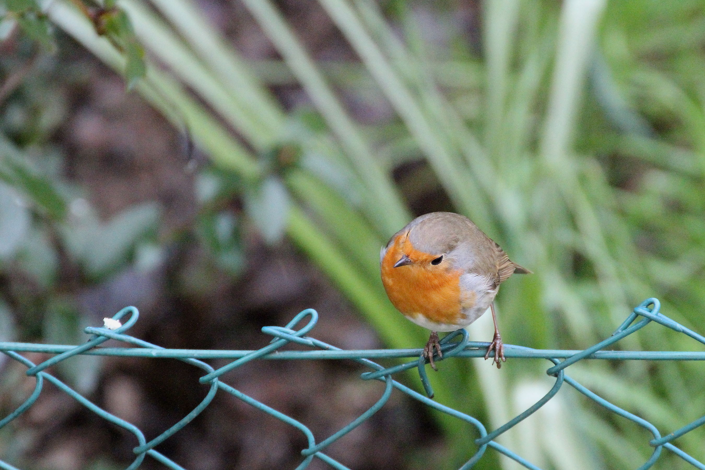 Uno sguardo in qua ...