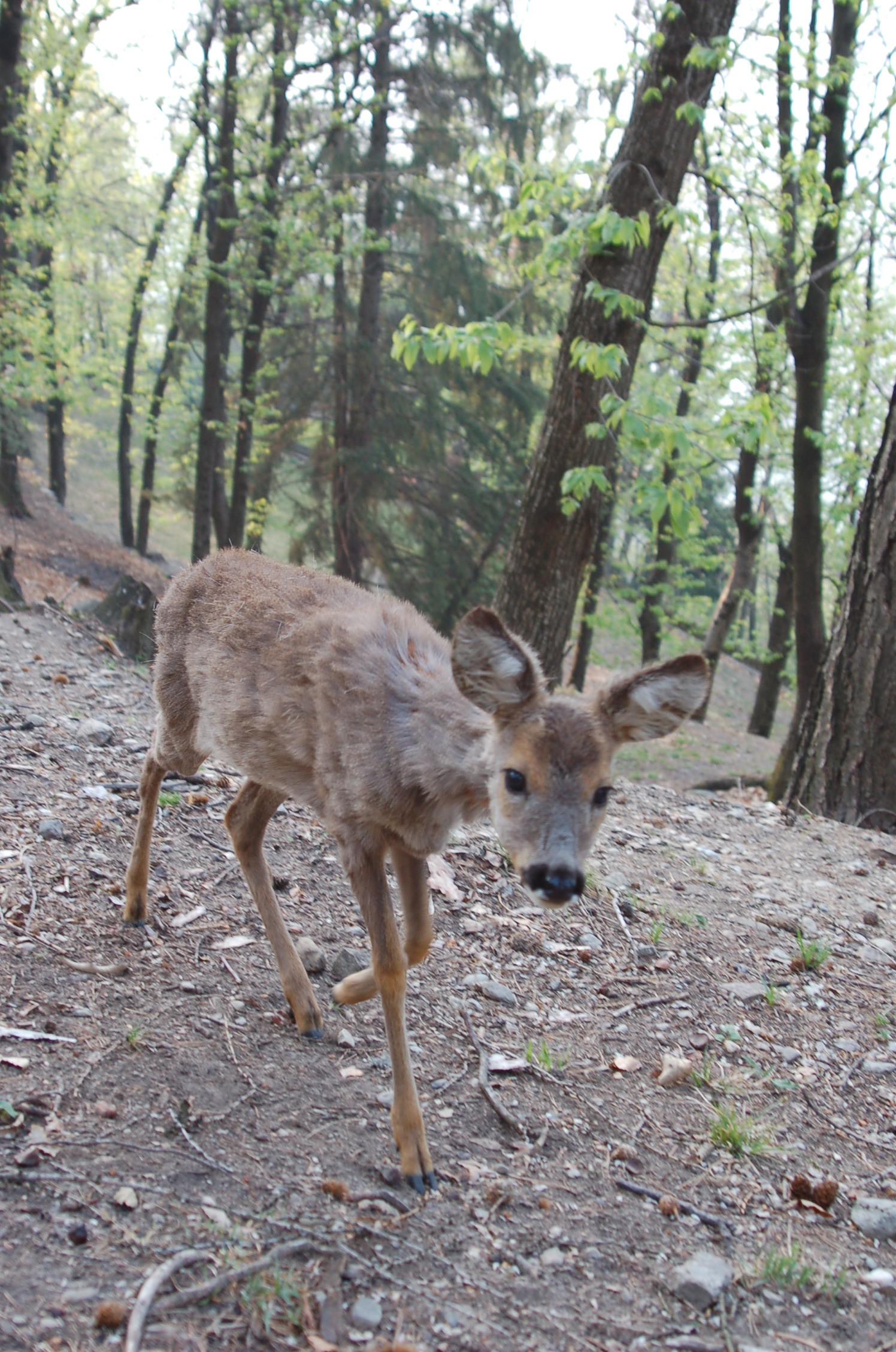 Roe deer (Capreolus capreolus) - April