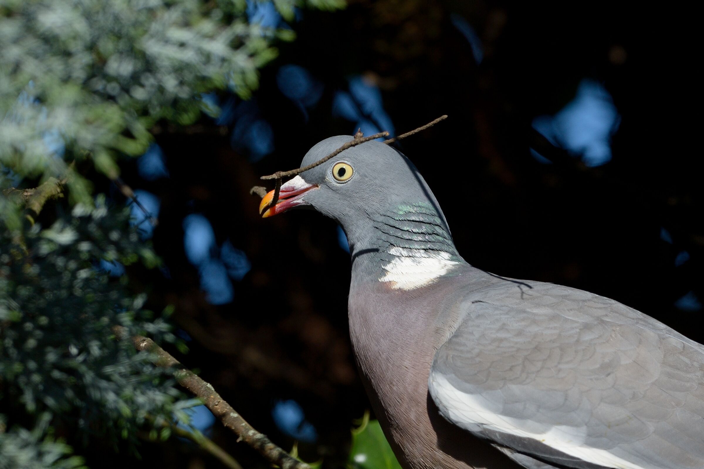 Colombaccio (Columba palumbus)