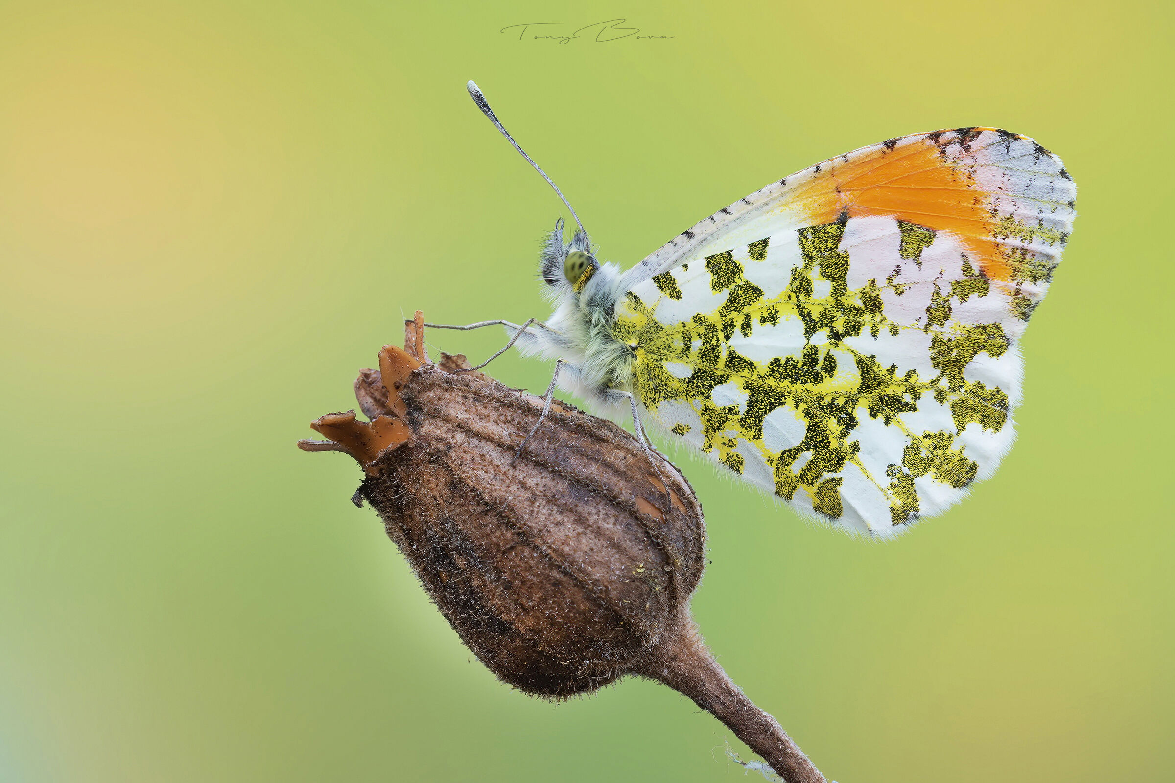 Anthocharis cardamines