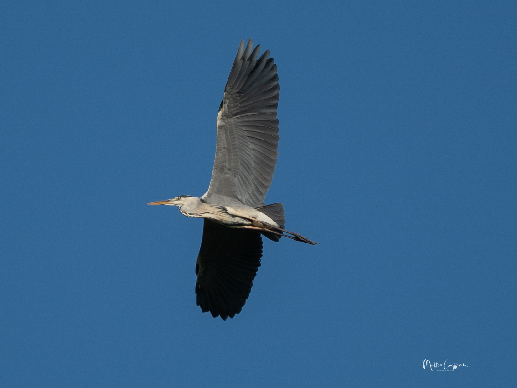 grey heron