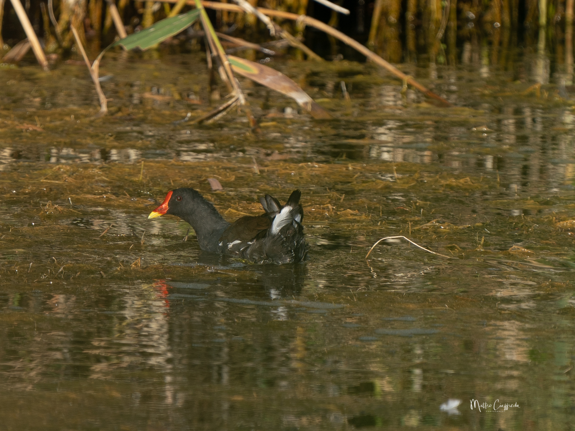 water gallinule