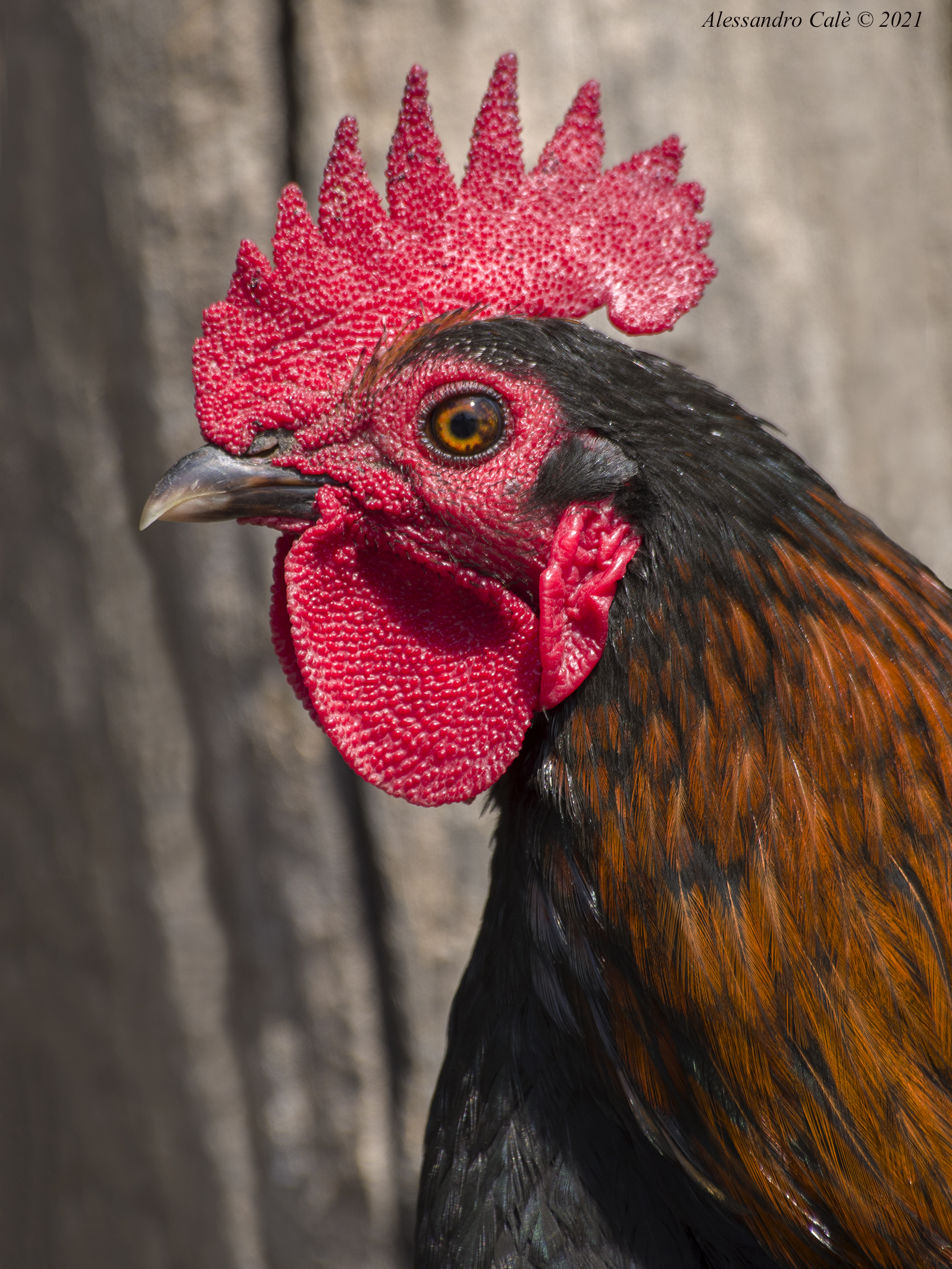 Il Re del Pollaio 9432