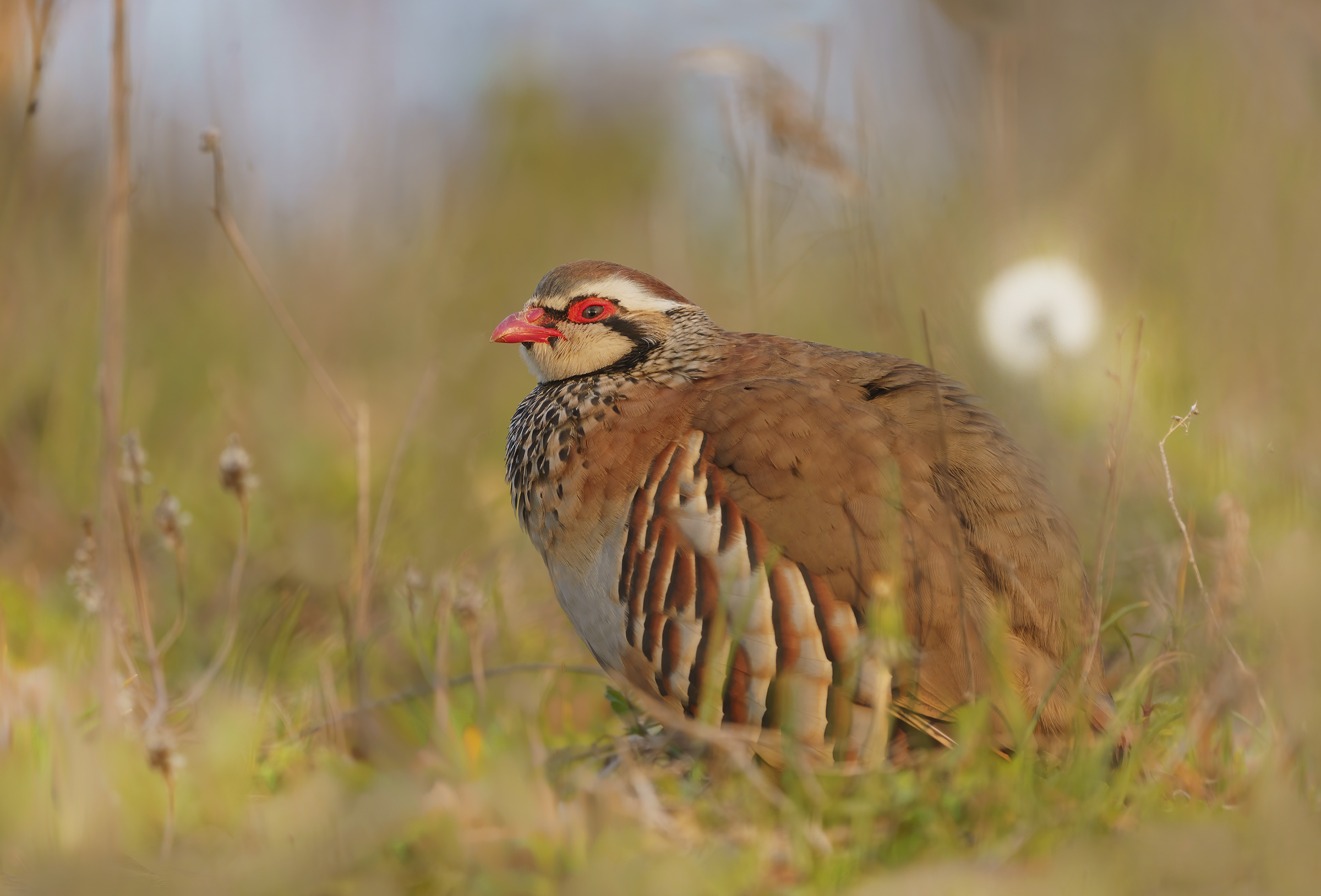 Pernice Rossa e tarassaco