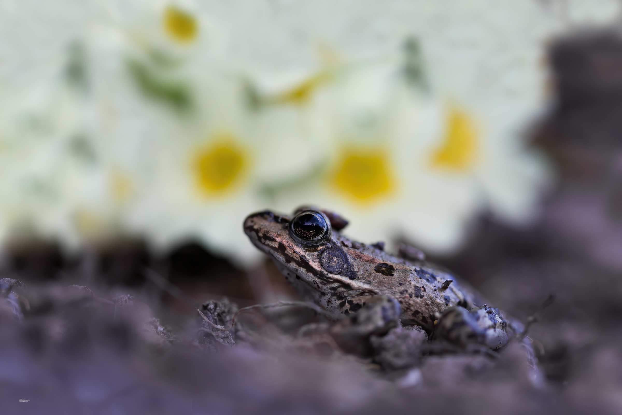 Rana Agile e primule