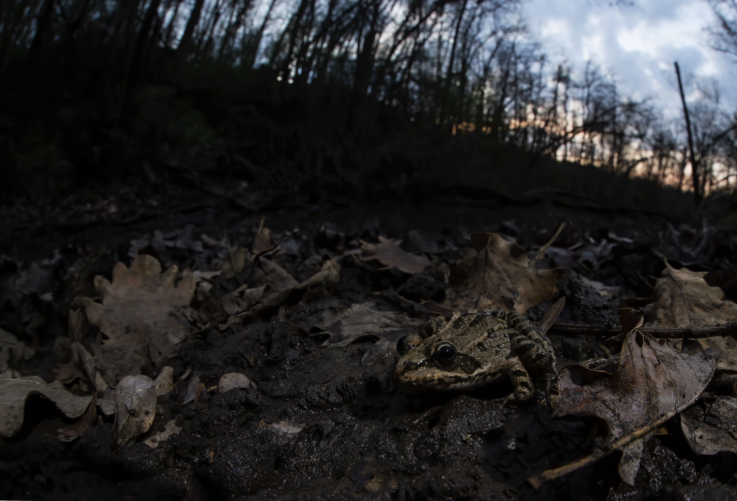 Agile frog at sunset
