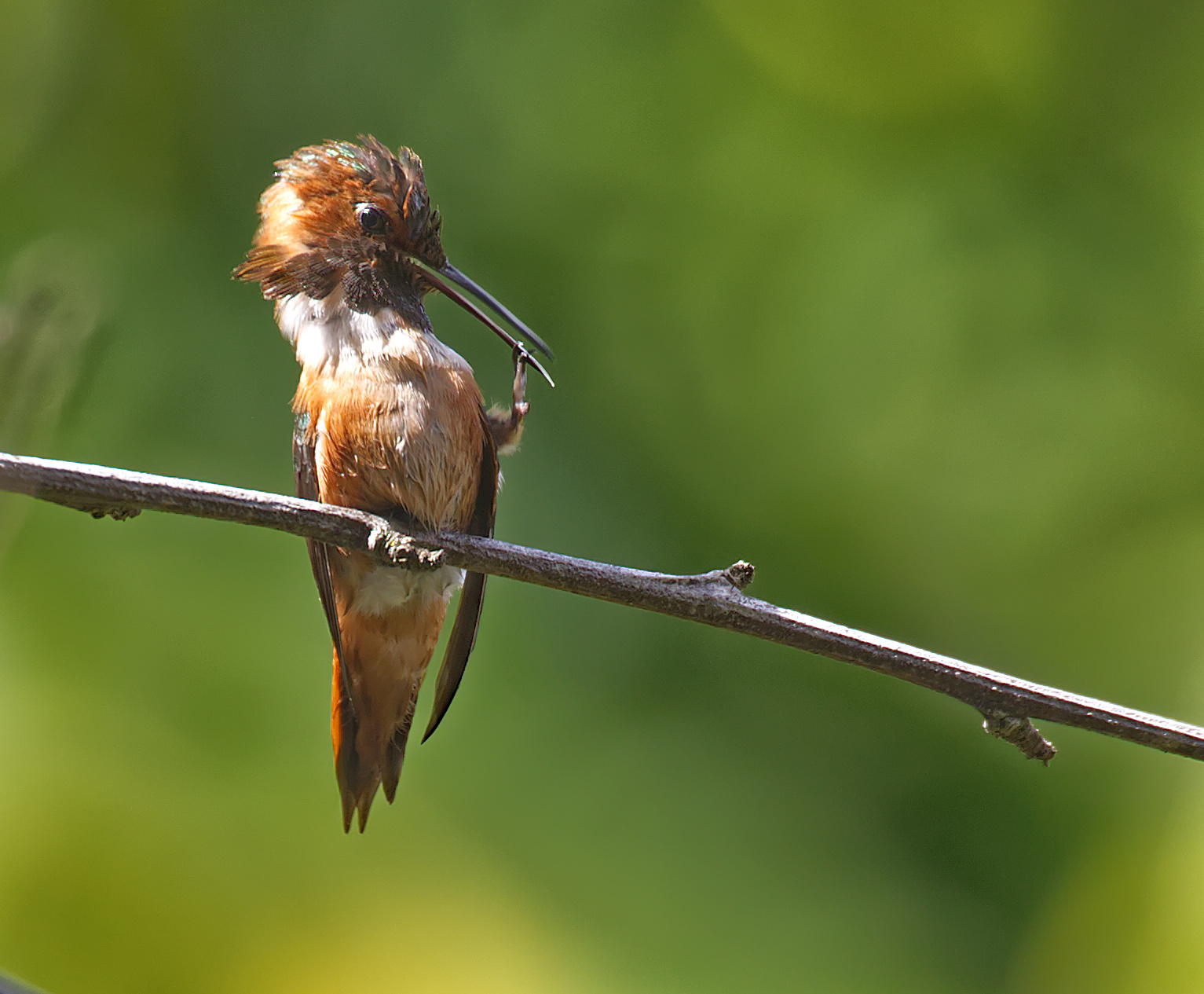 After bath is teeth cleaning