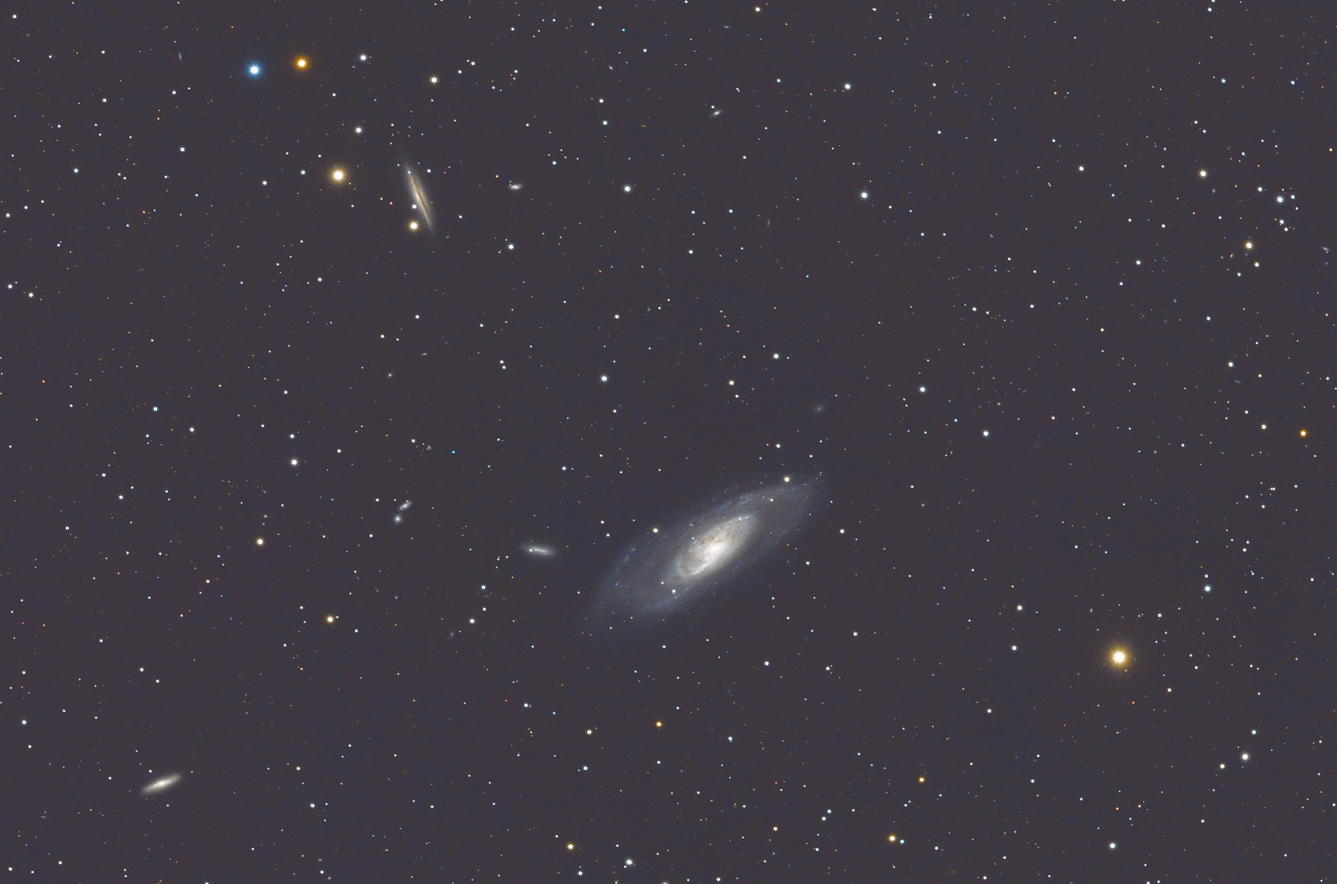 Tripletto nei Cani da caccia