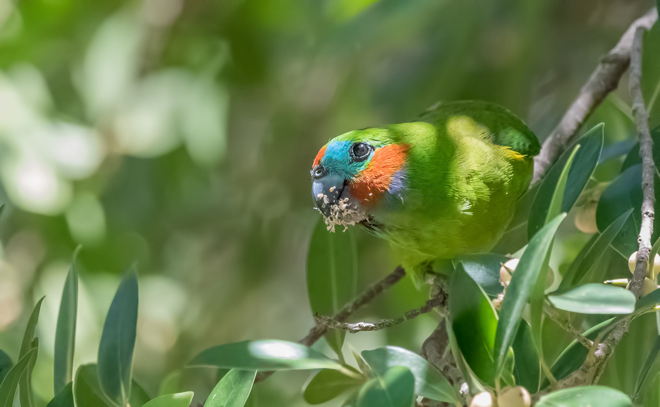Pappagallo fico a doppio occhio (Cyclopsitta diophthalma),