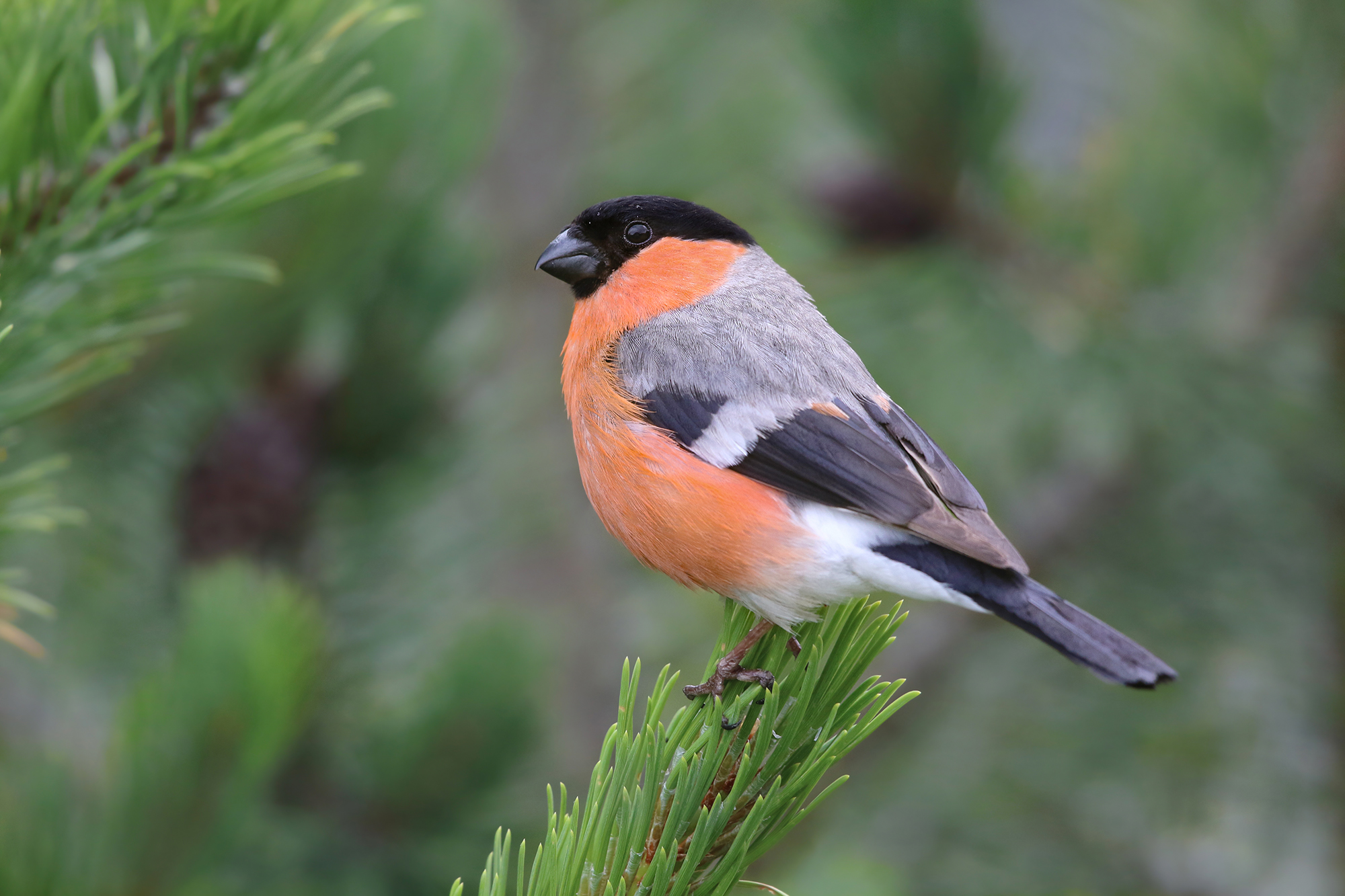 ciuffolotto in punta di mugo