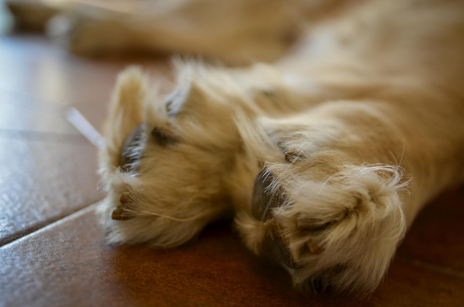 Paws
