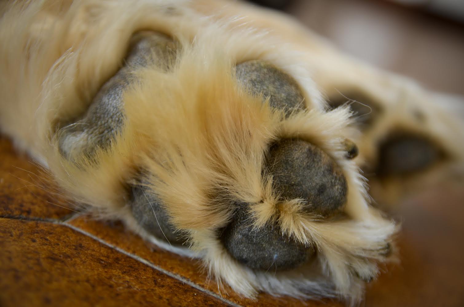Paw