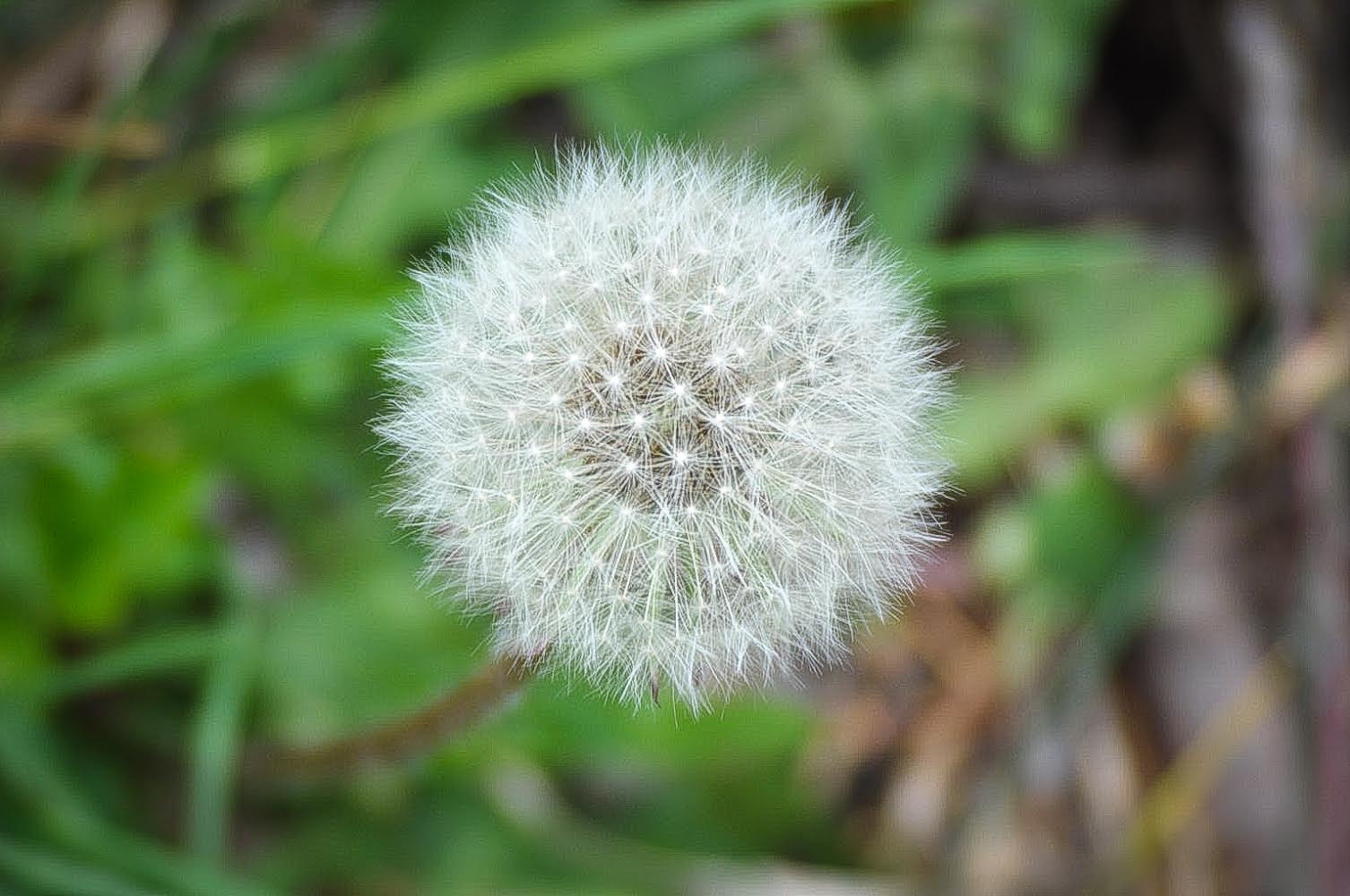 Dandelion