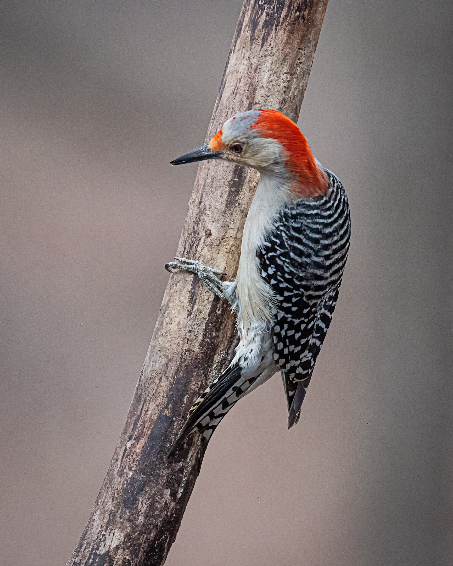 Red Bellied Woodpecker