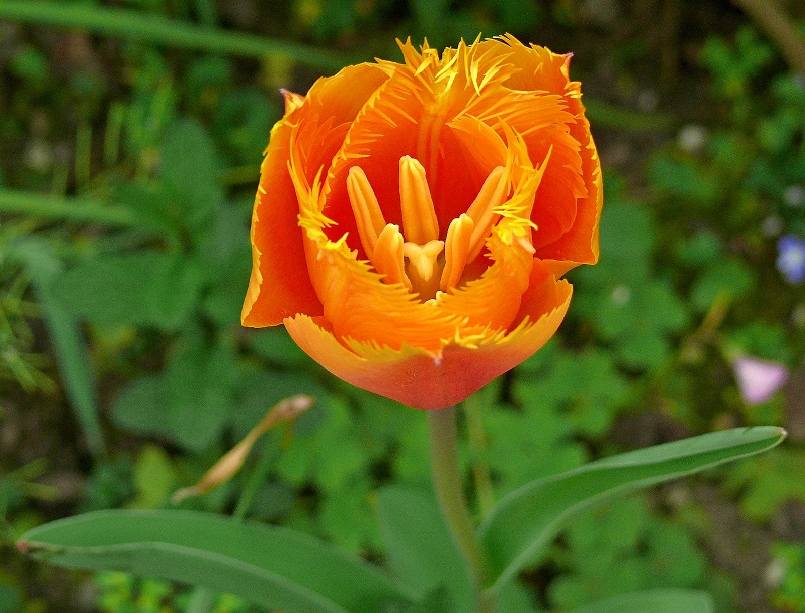 Tulip Orange