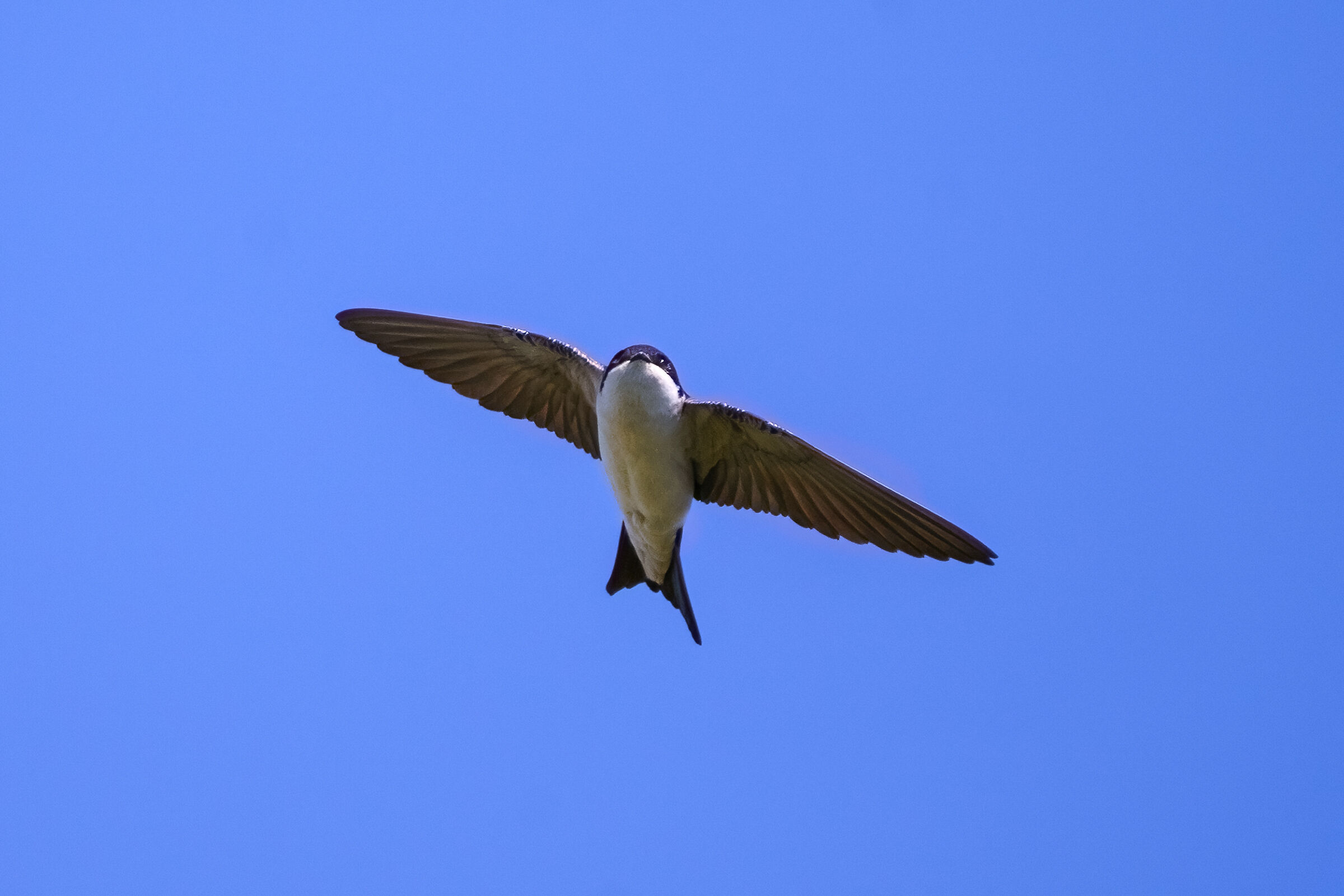 house martin