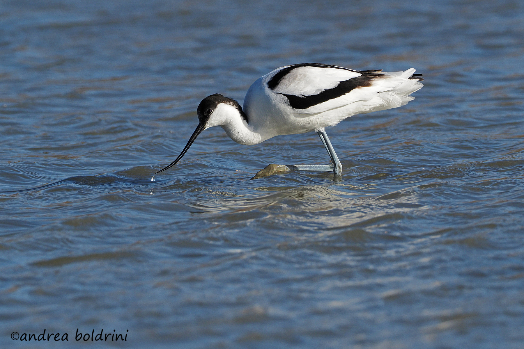 Avocetta