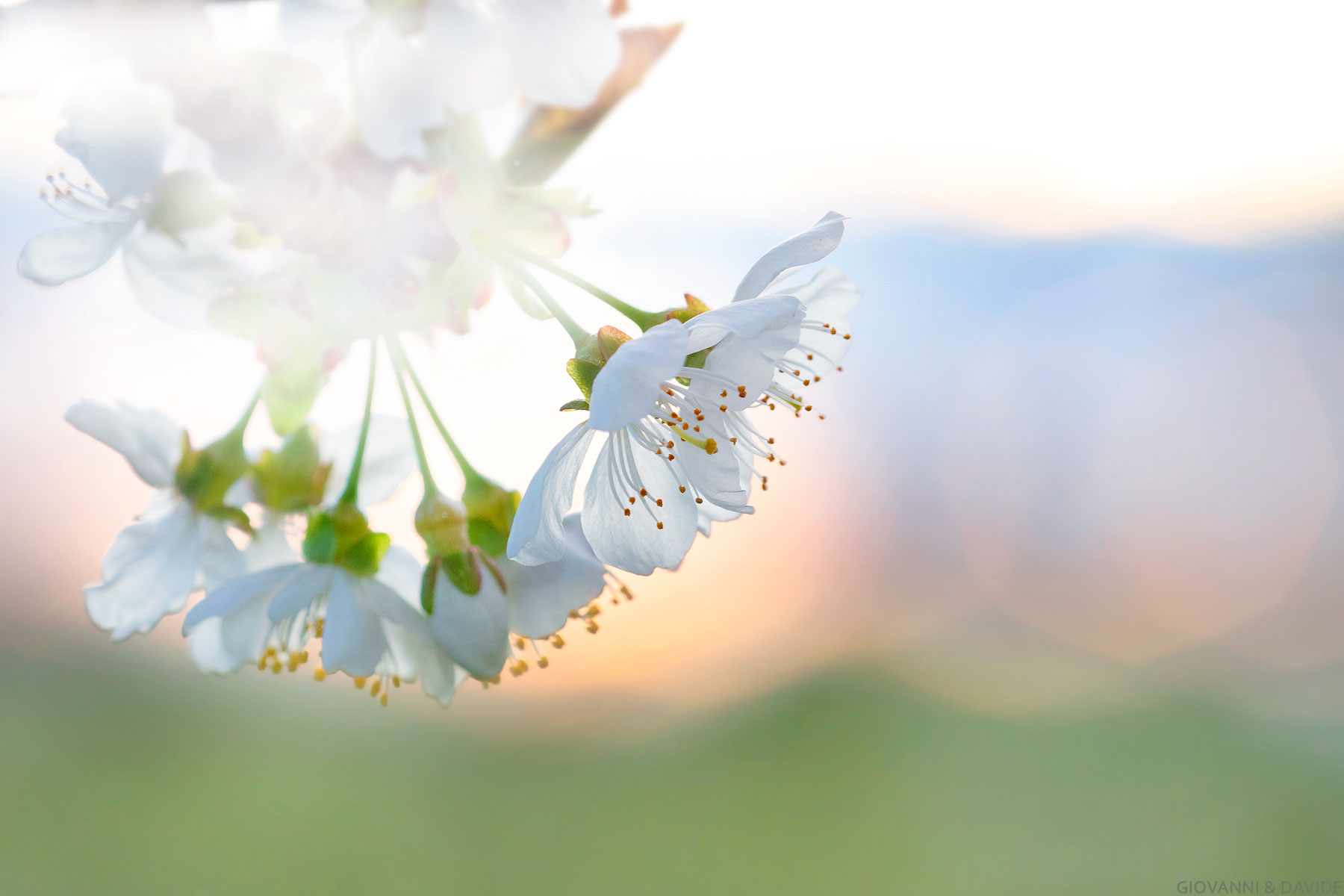 ... Waiting for the cherries...