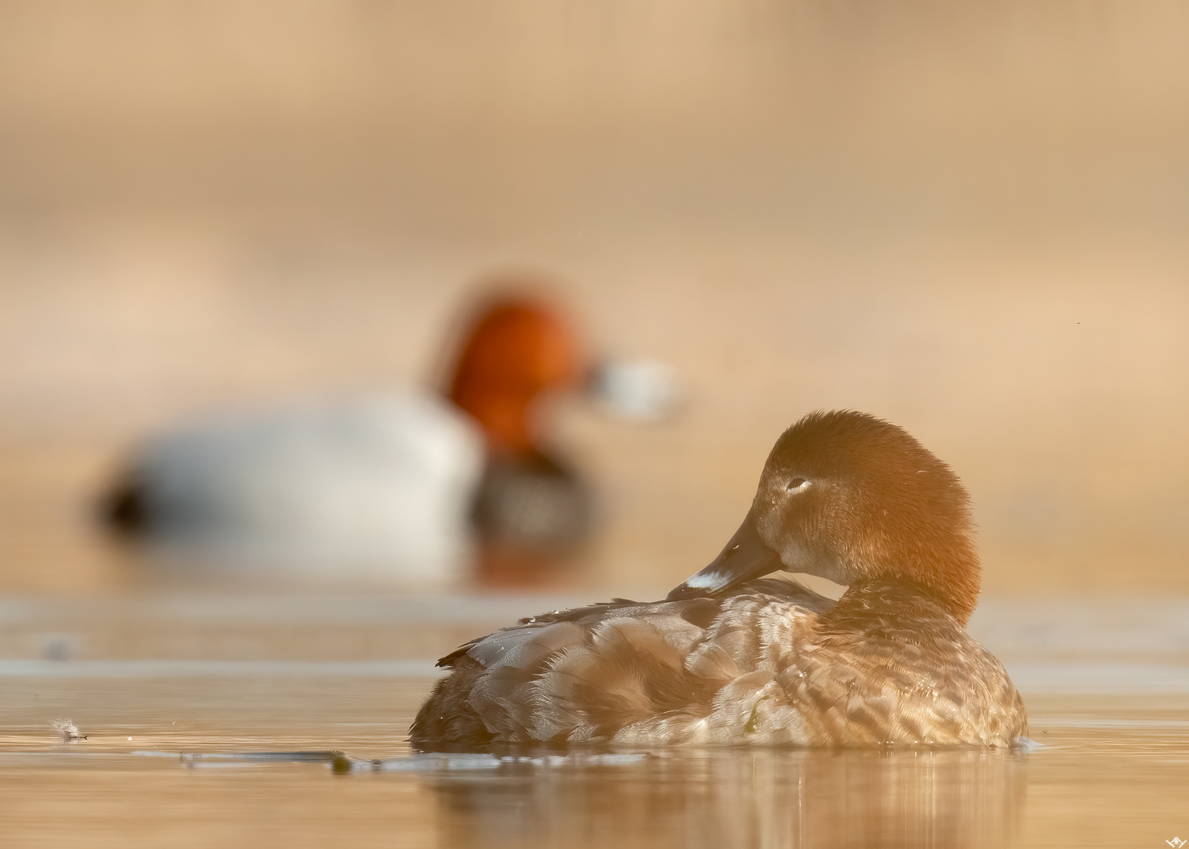 Rata cu cap castaniu femela, in masculul fundal.
