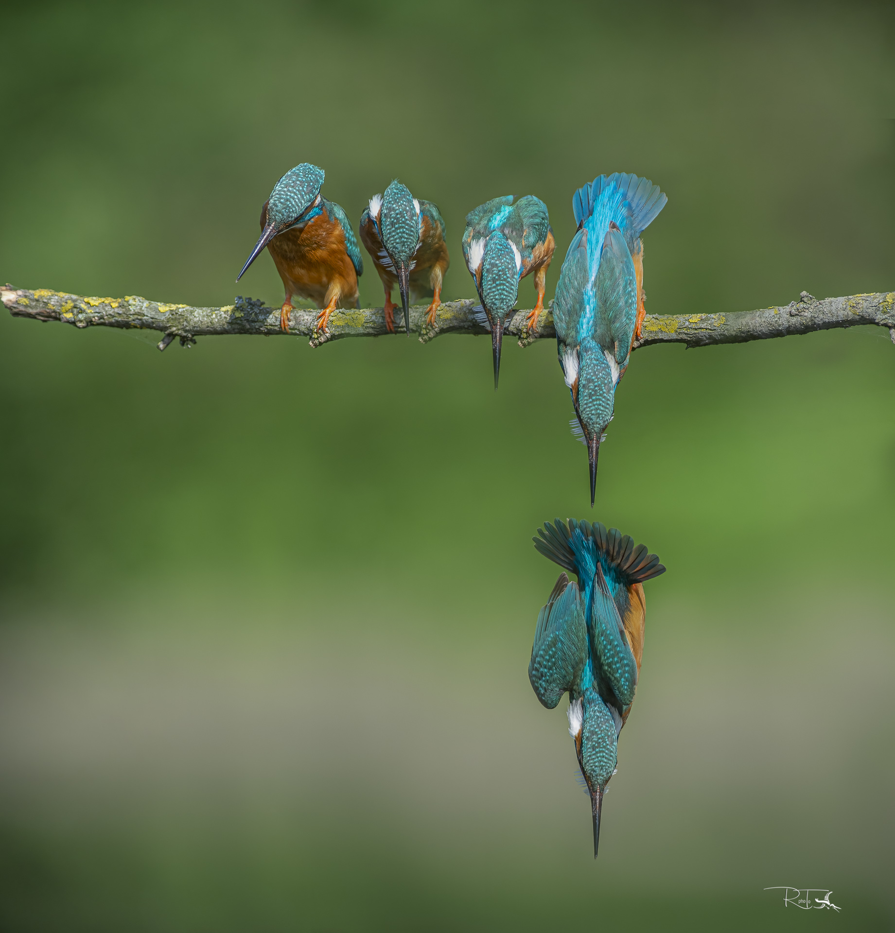 point... aim.... fire!!!