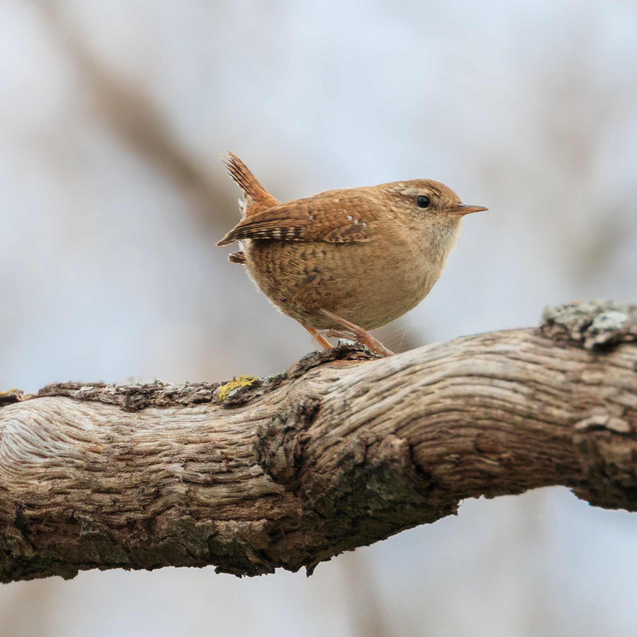 La bellezza è nelle piccole cose