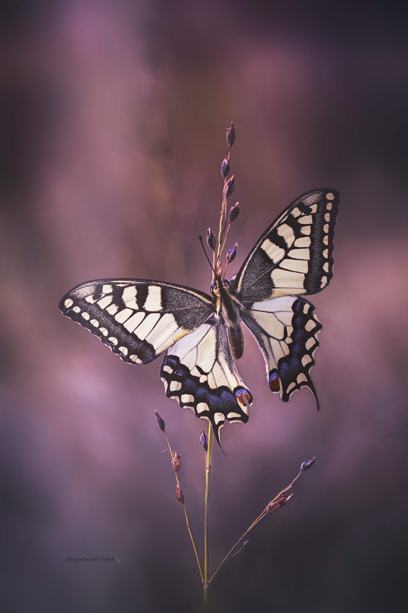 Swallowtail