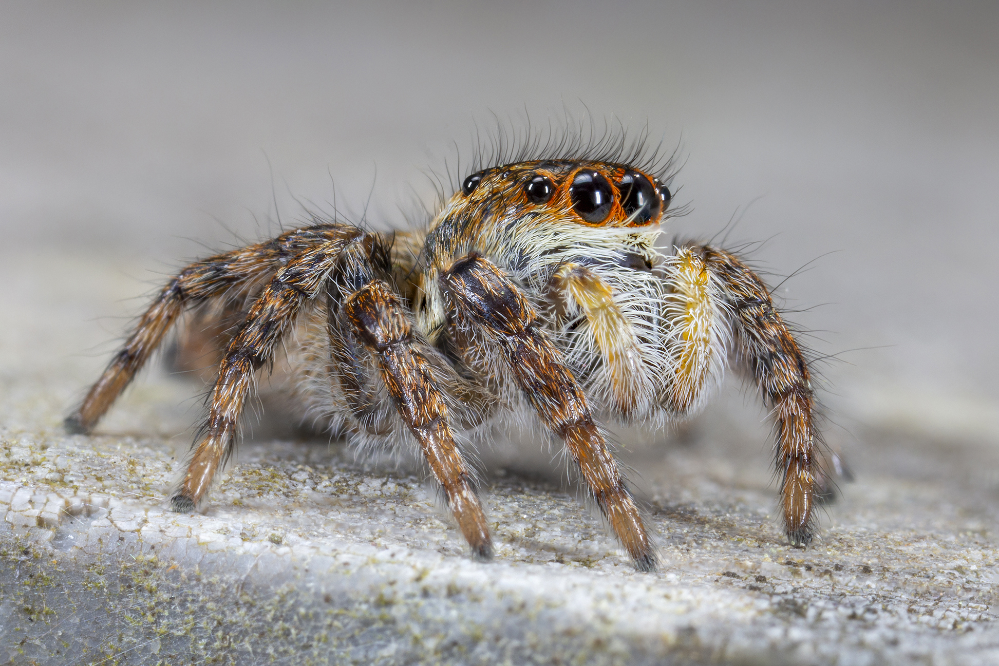 Carrhotus xanthogram female