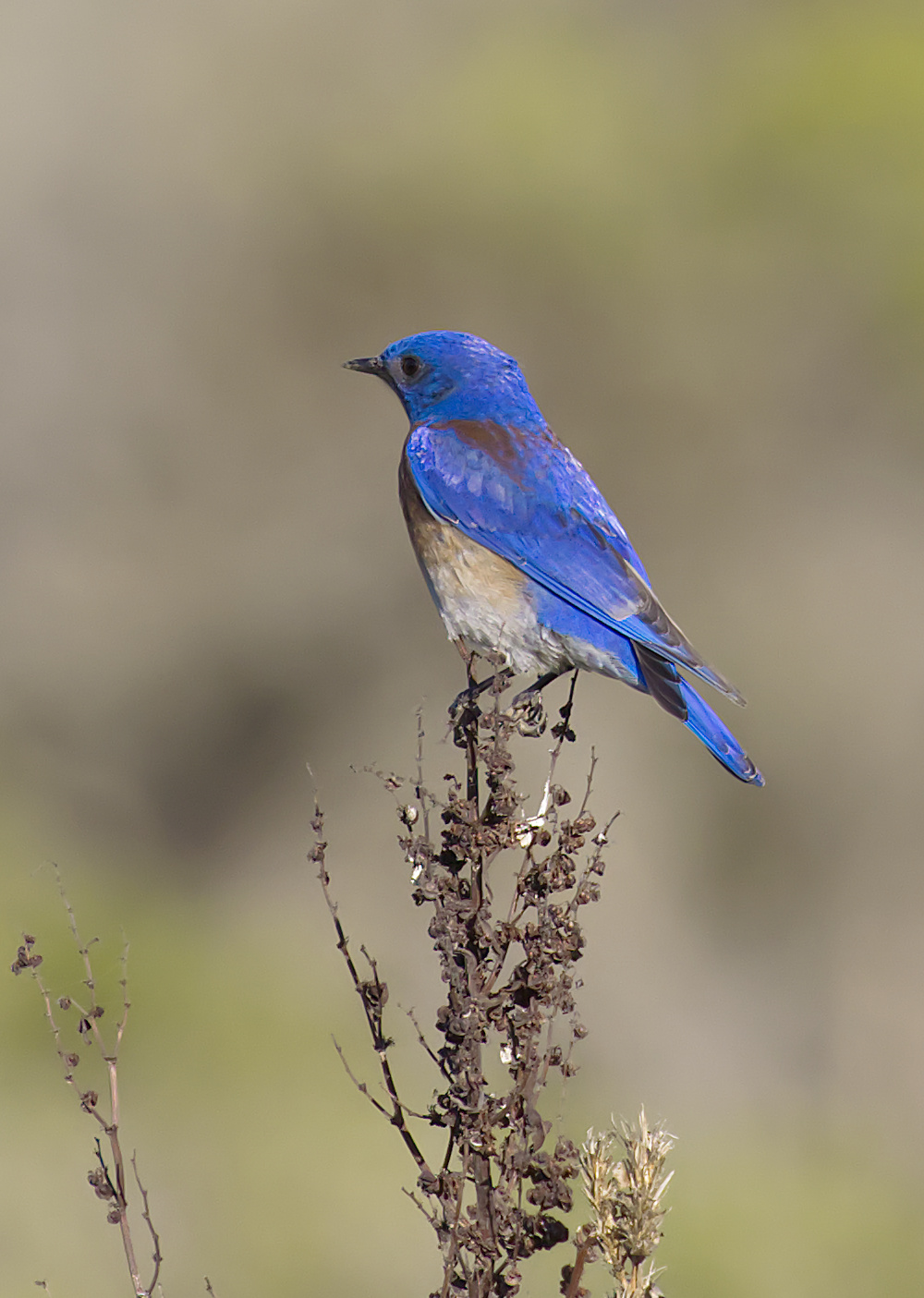 uccello blu occidentale