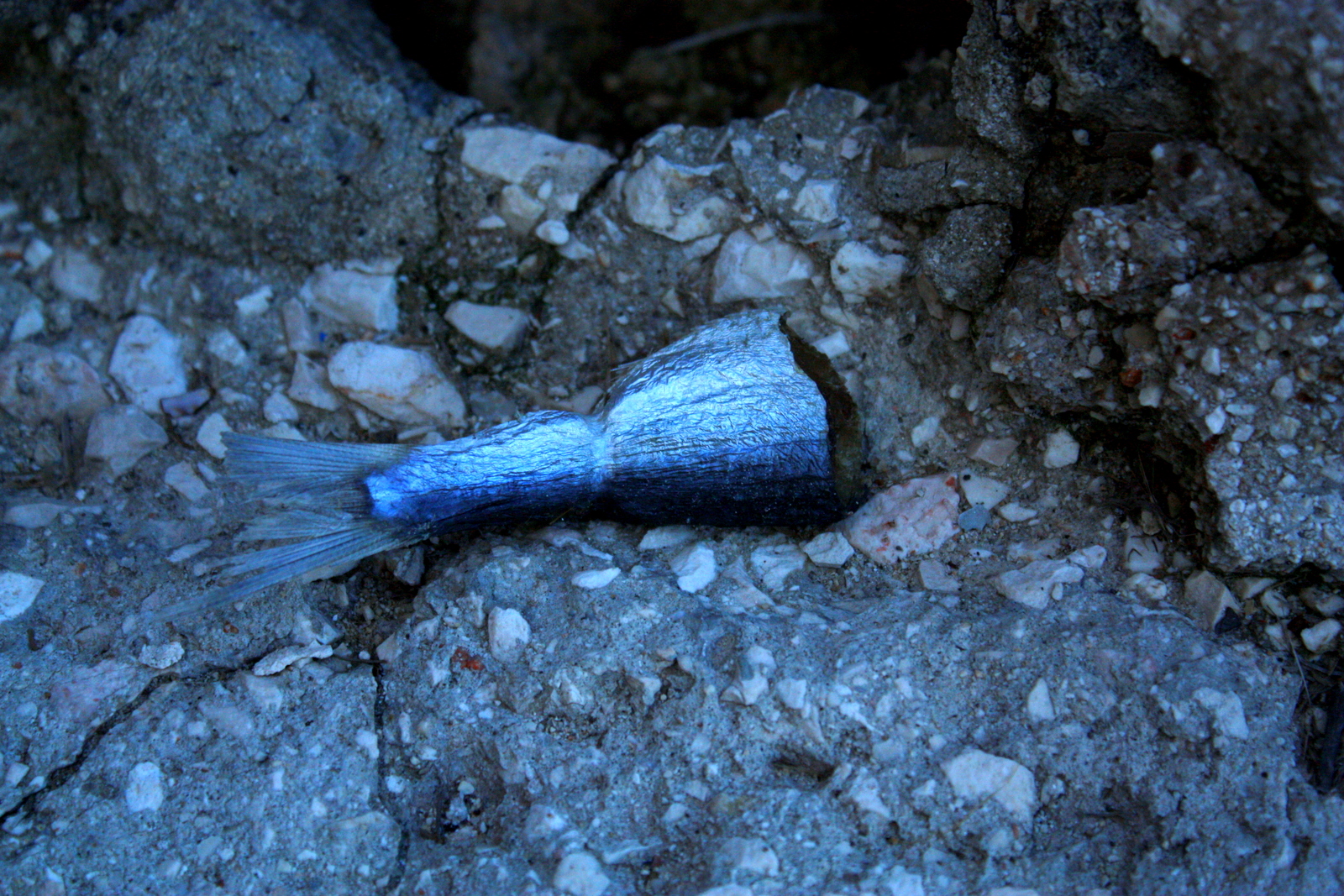 pesce