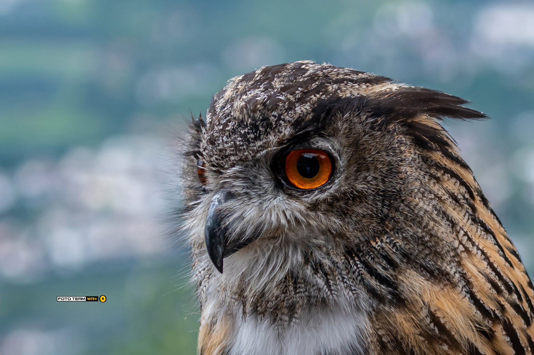Il nostro amico di Castel Tirolo