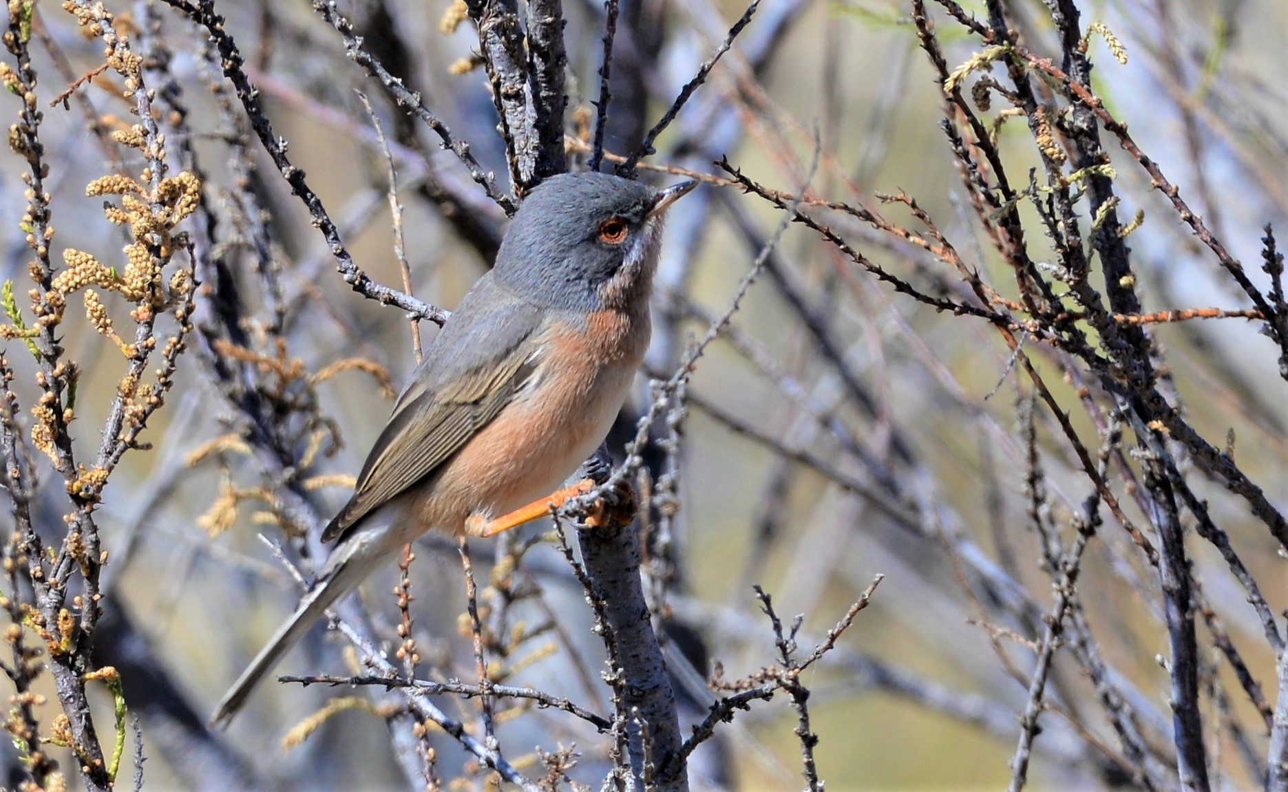 Busqueret de garriga