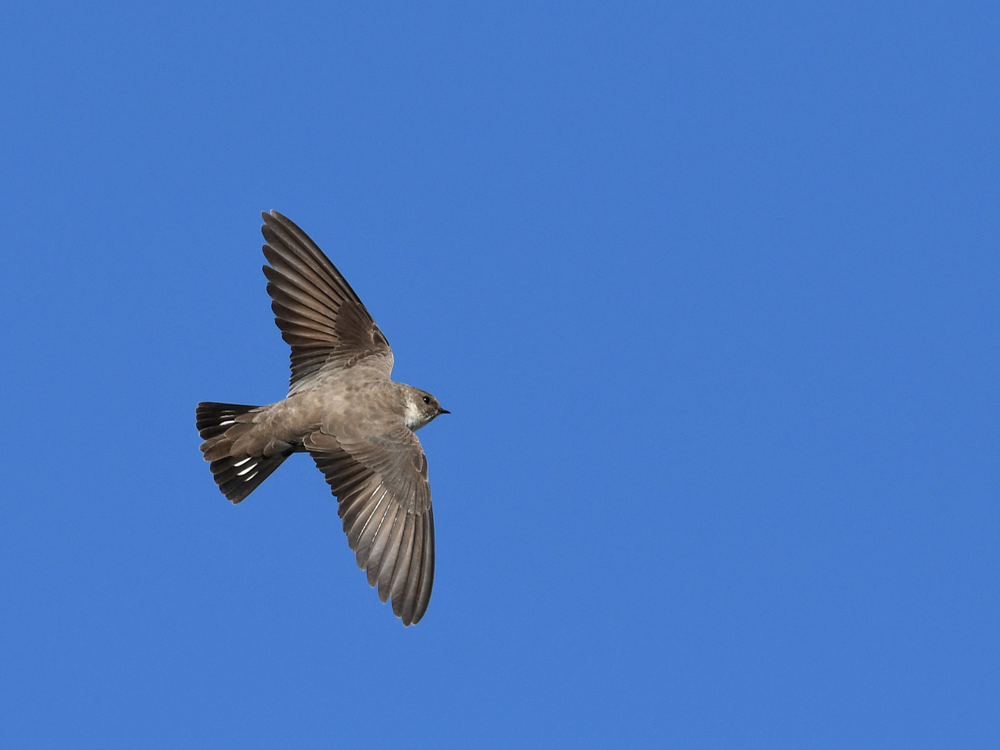 Ptyonoprogne rupestris