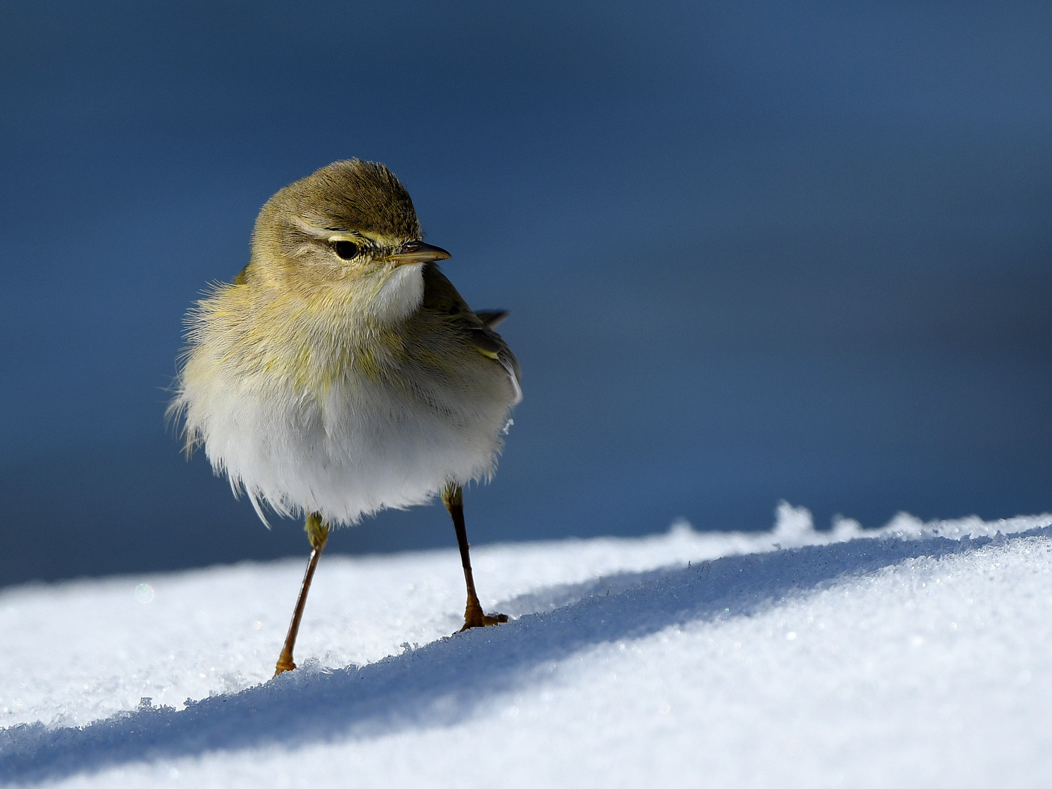 Filloscopo collybita