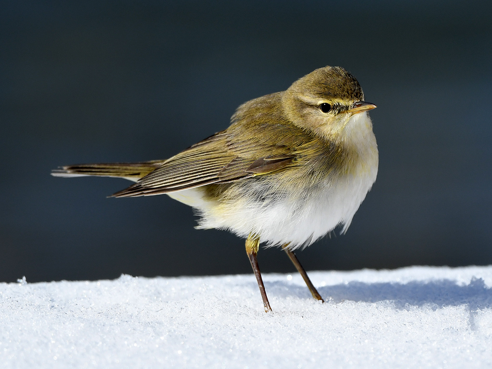 Filloscopo collybita