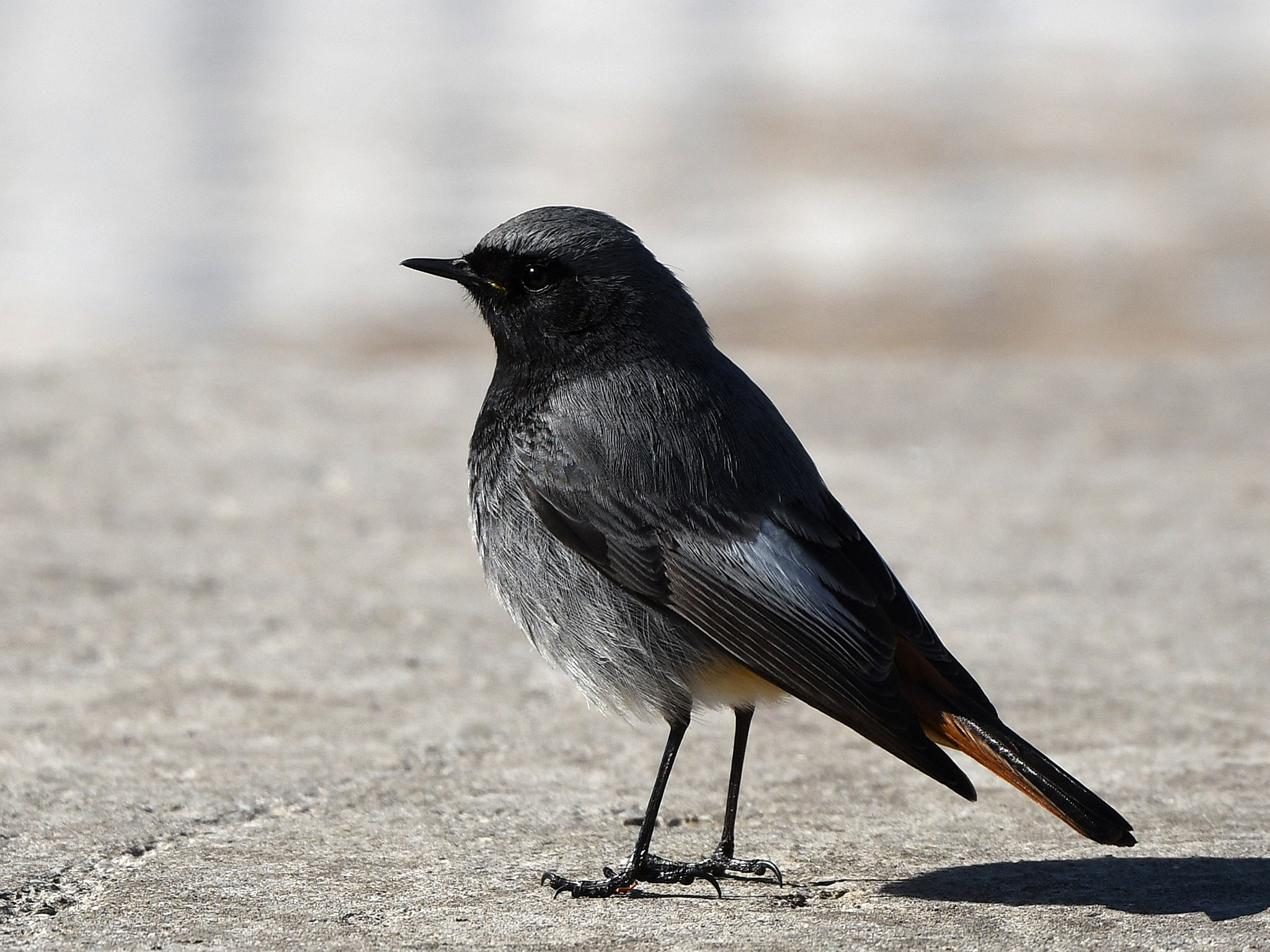 Fenicicurus ochruros m.