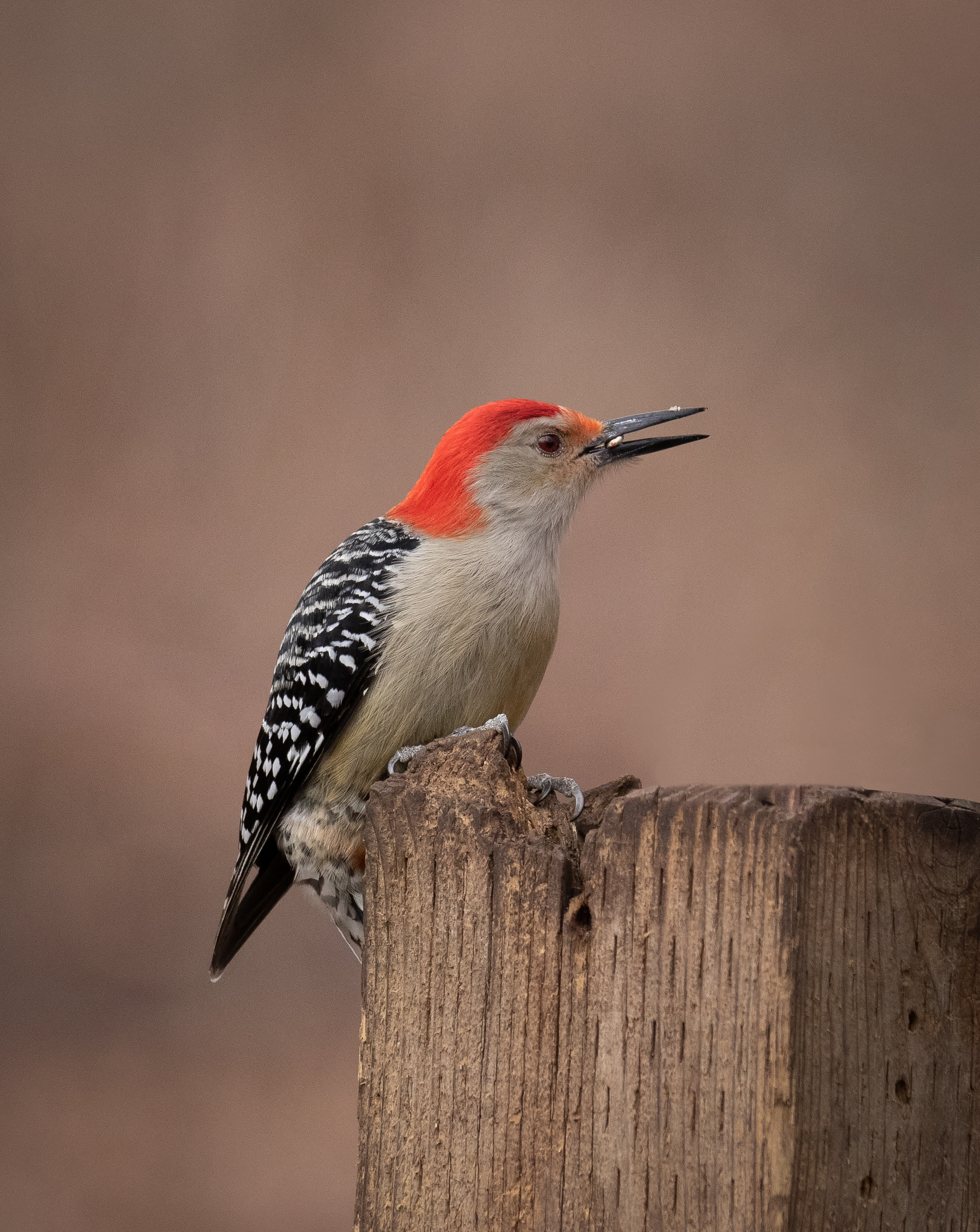 Red Bellied Woodpecker on Fence Post.