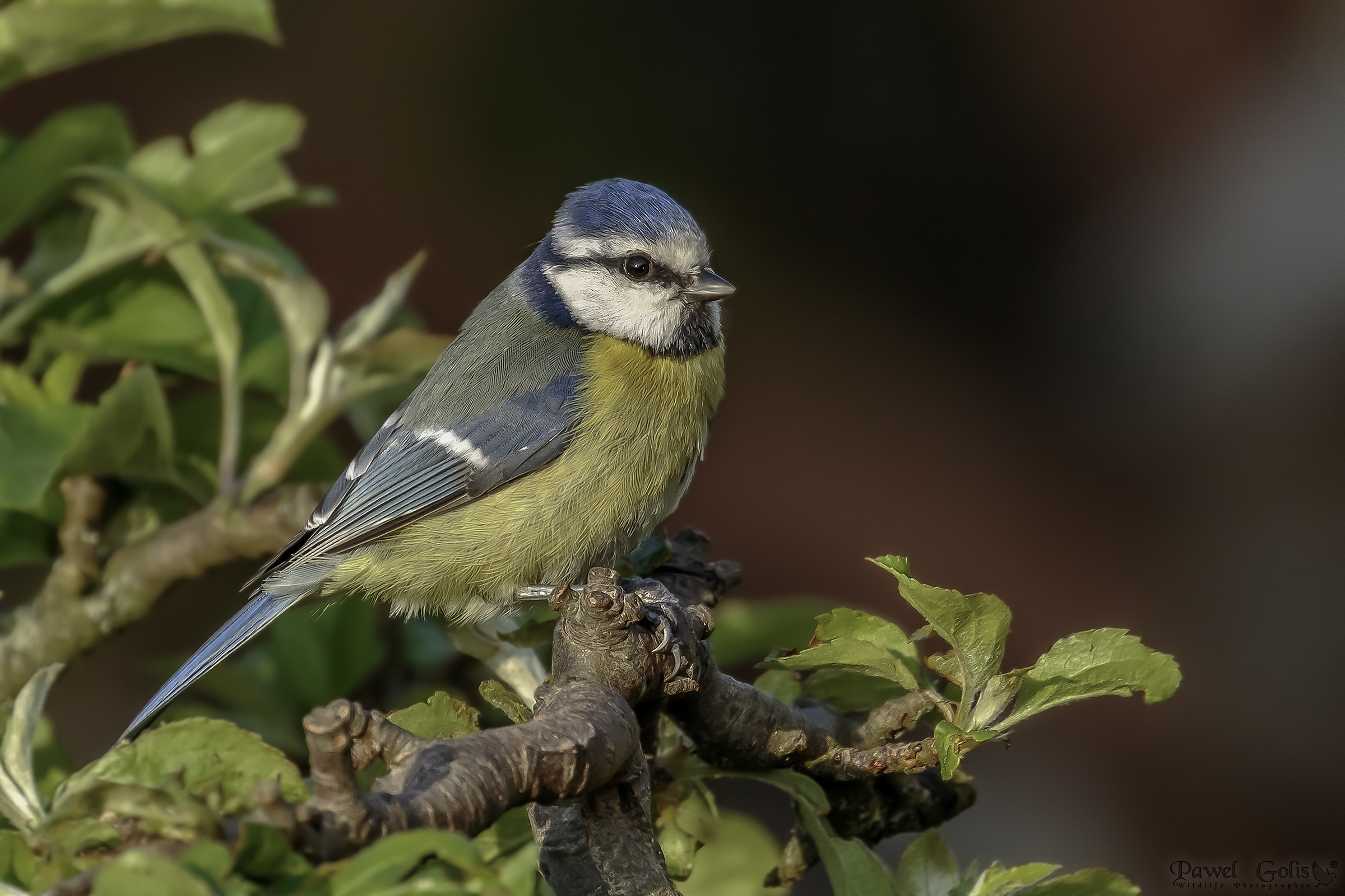 Tit blu eurasiatica (Cyanistes caeruleus)