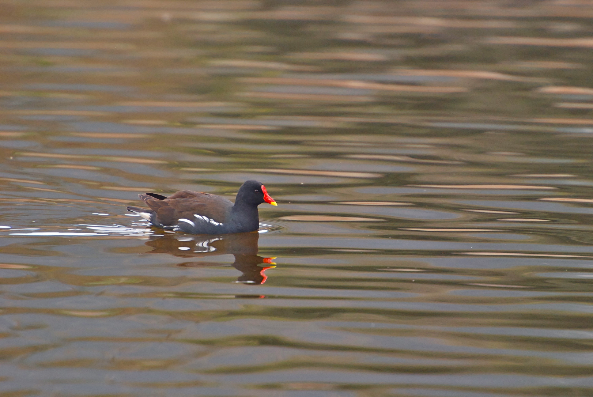 Gallinella d'acqua / Gallinula chloropus