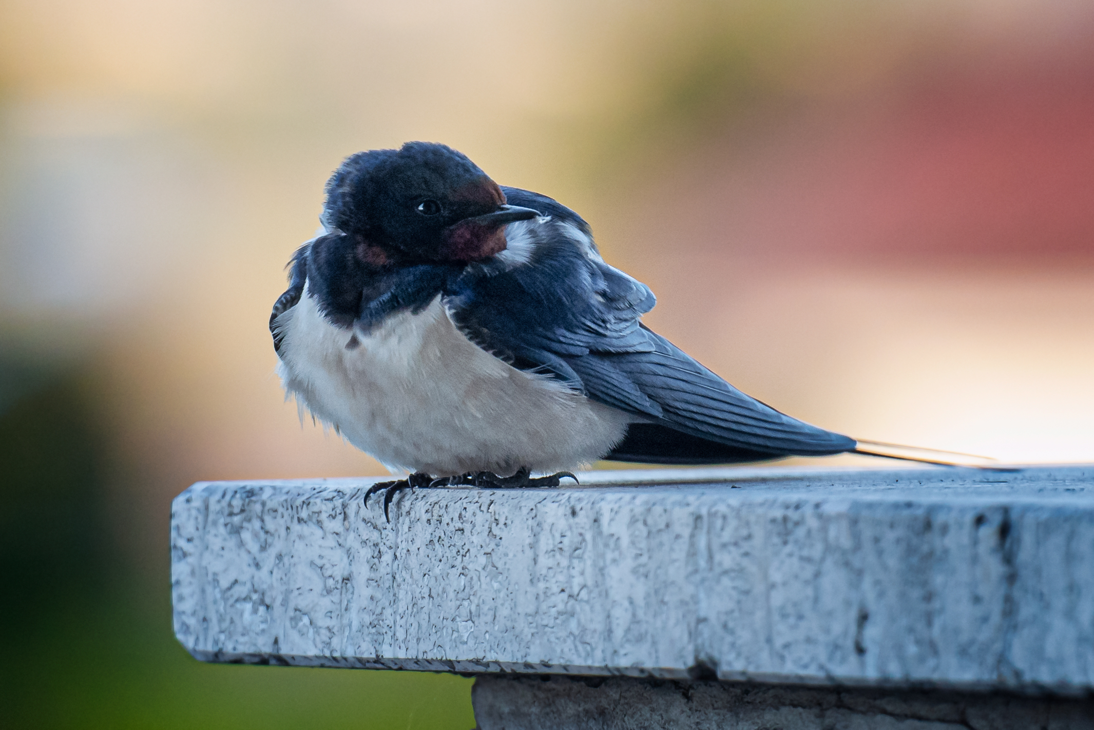 Ospiti inaspettati....