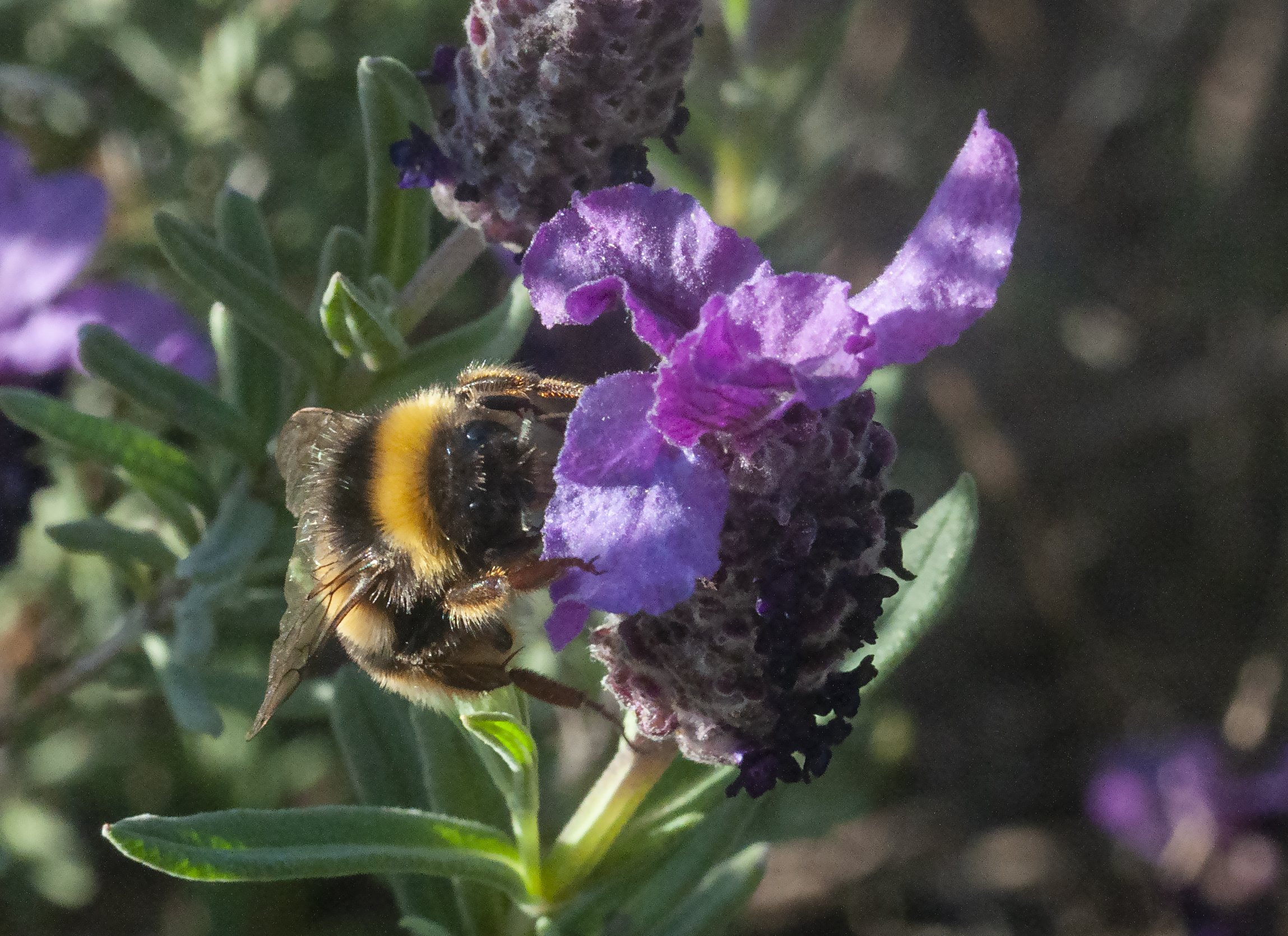 Bombo e lavanda selvatica