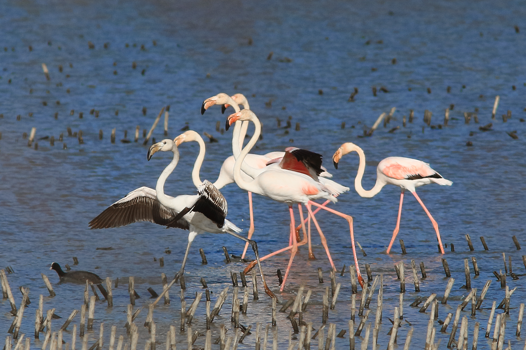 White and pink flamingos passing through the Padule.