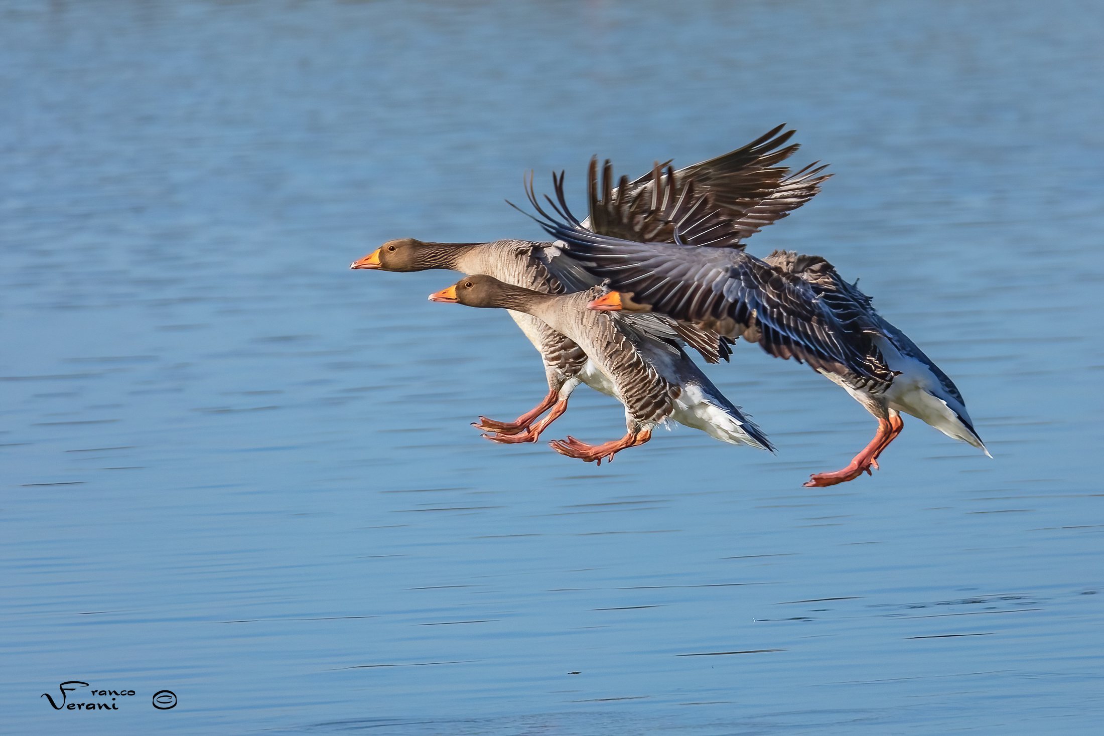 greylag goose