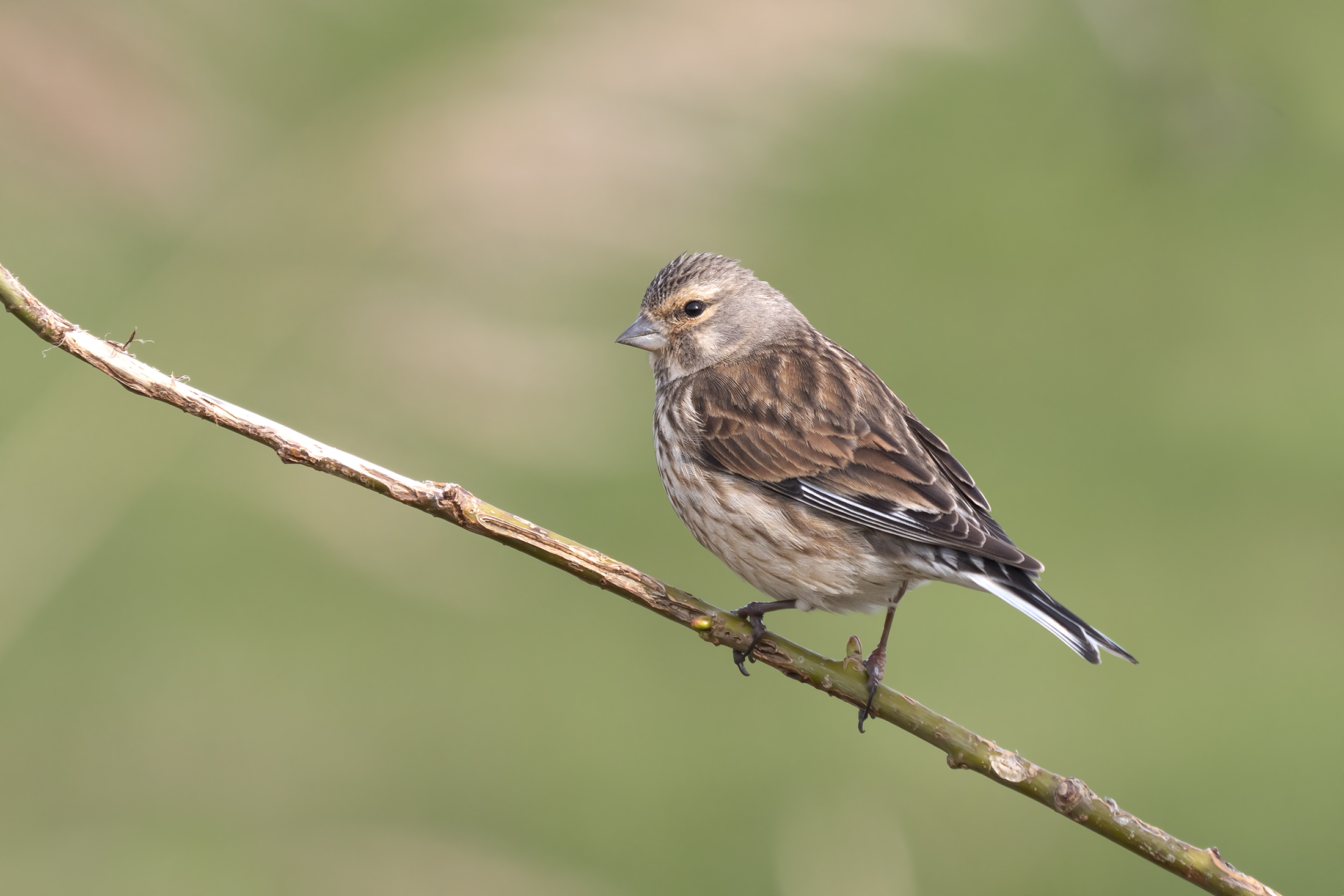 Linnet comune