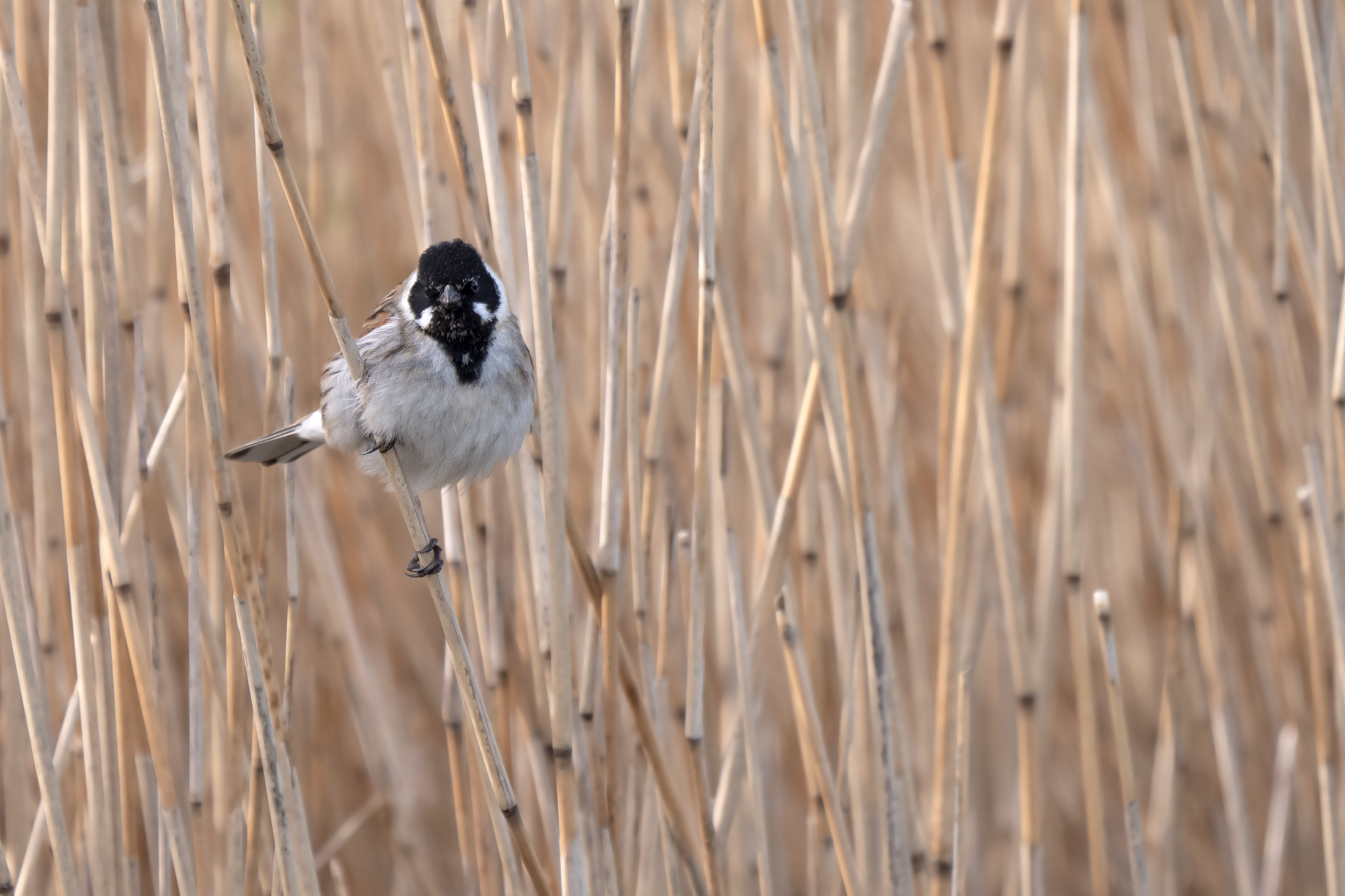 Emberiza schoeniclus