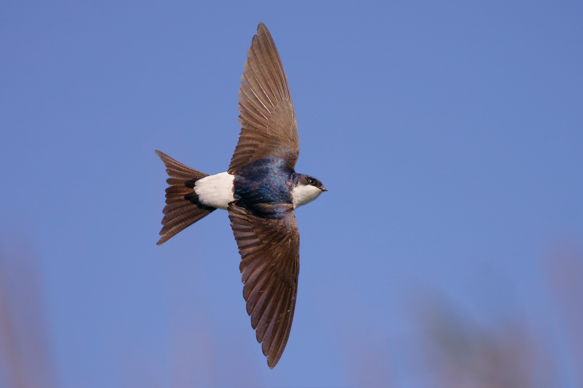 Volando bassi tra le canne - Balestruccio