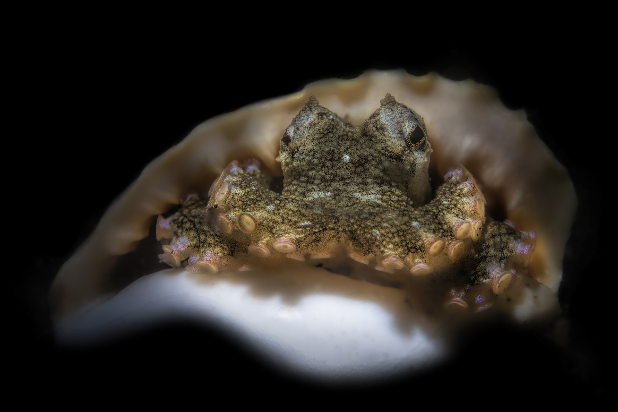 Coconut octopus (Amphioctopus marginatus) Anilao