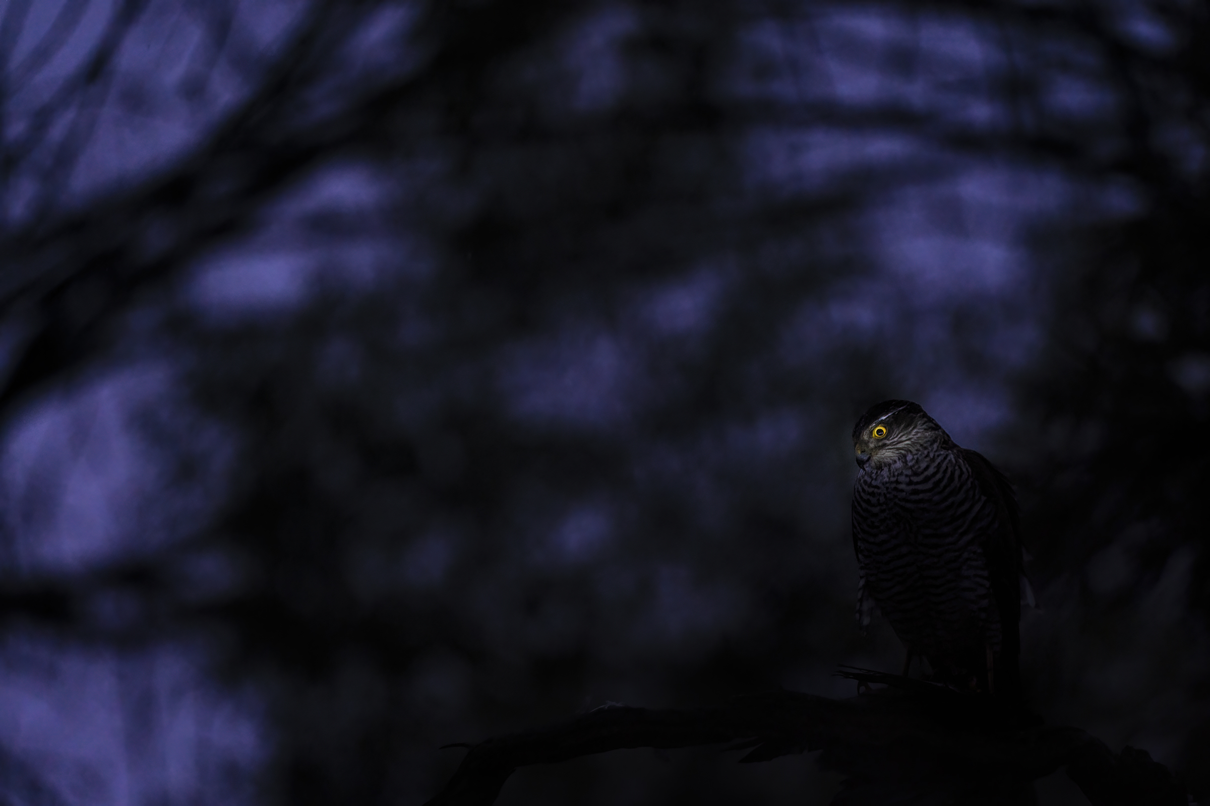 sparviero ora blu