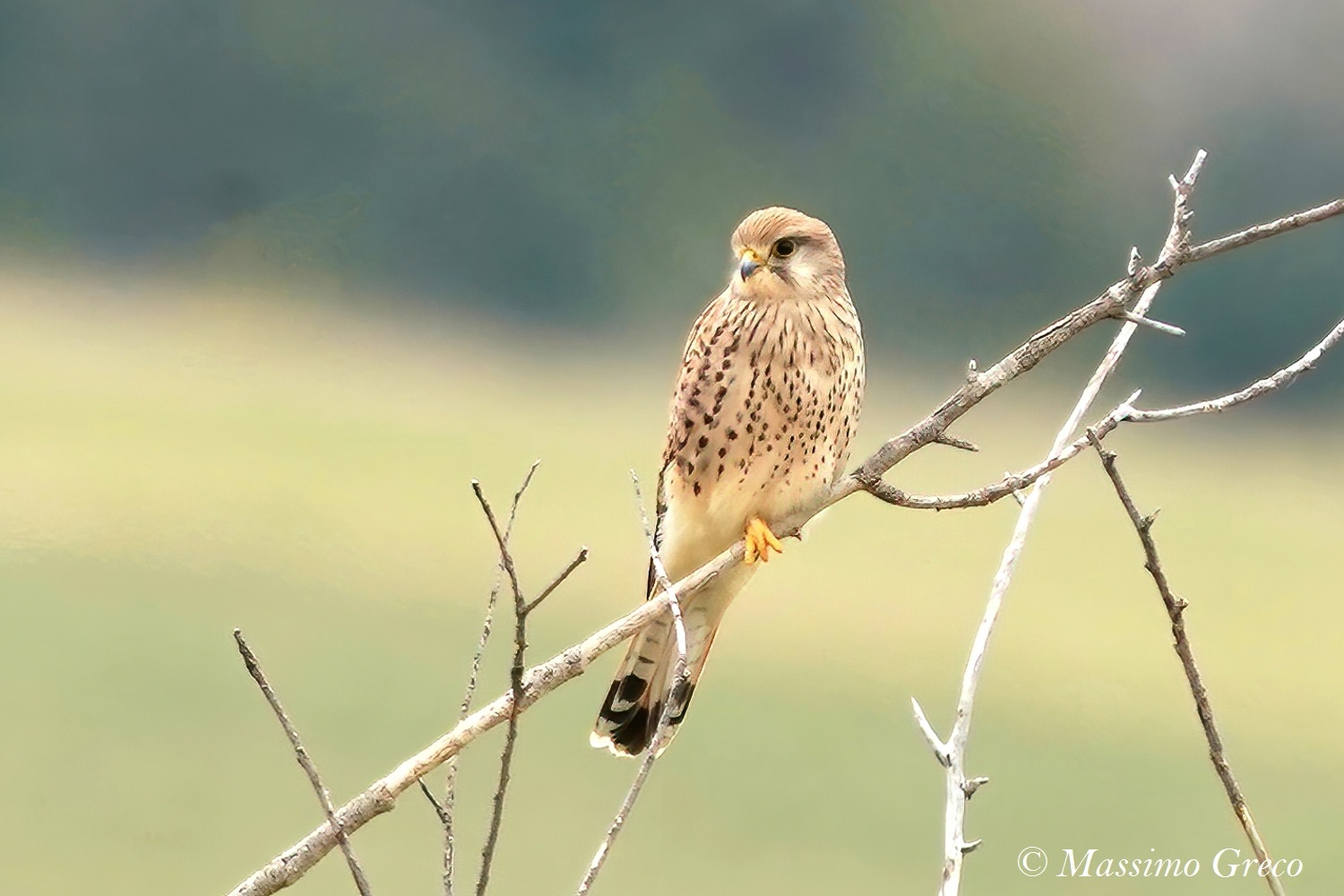 Gstreg (Falco tinnunculus)